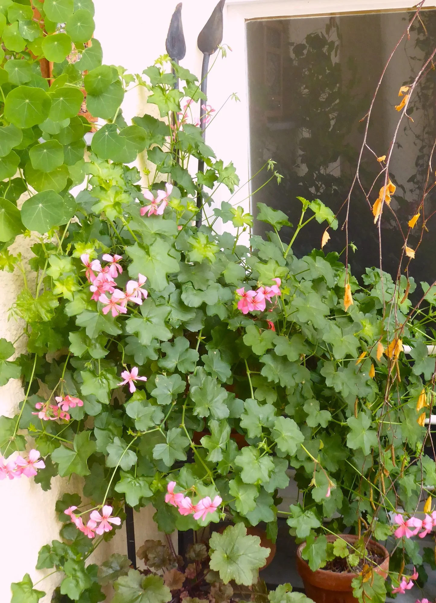 P1200073.webp