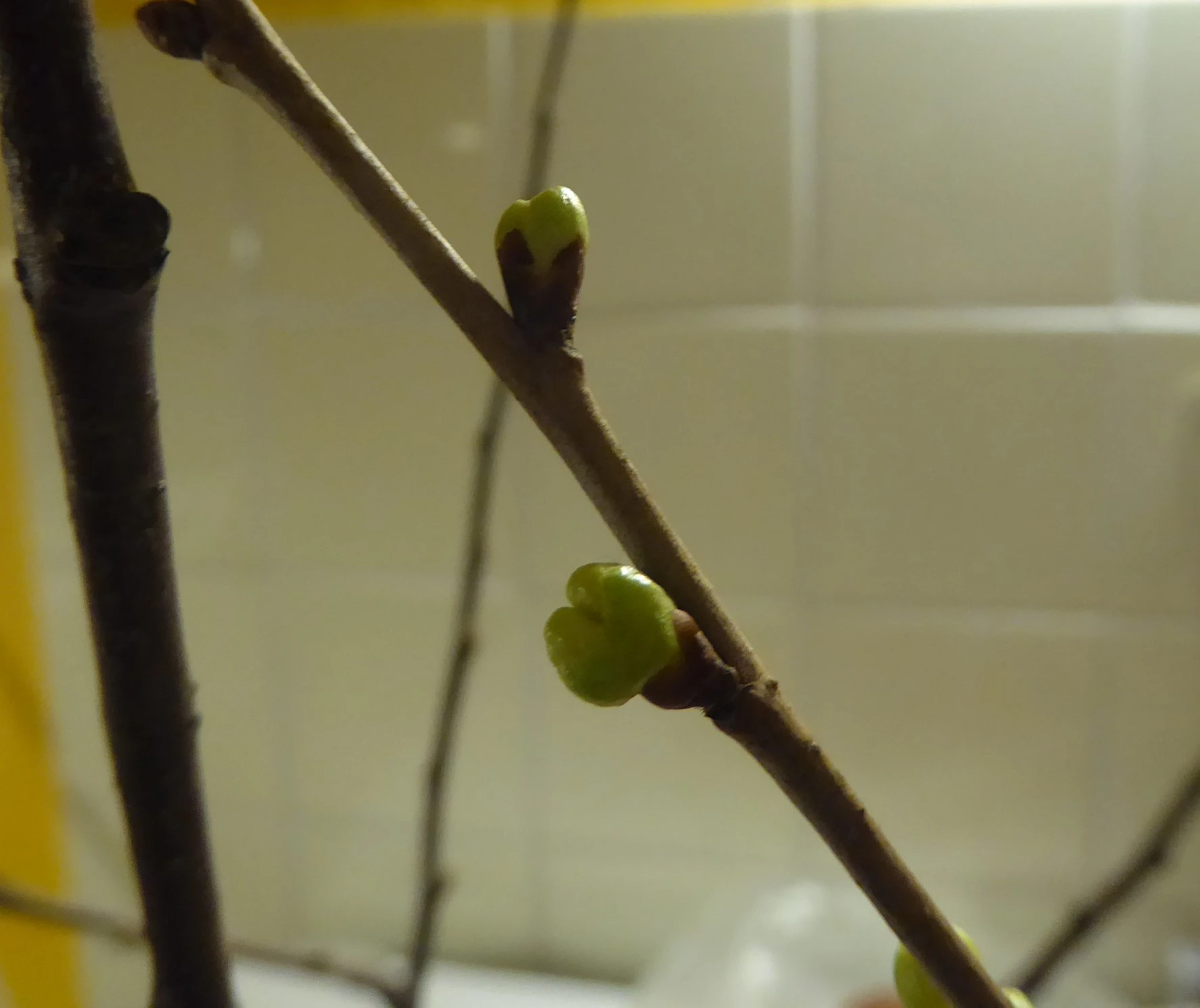 P1200223.webp