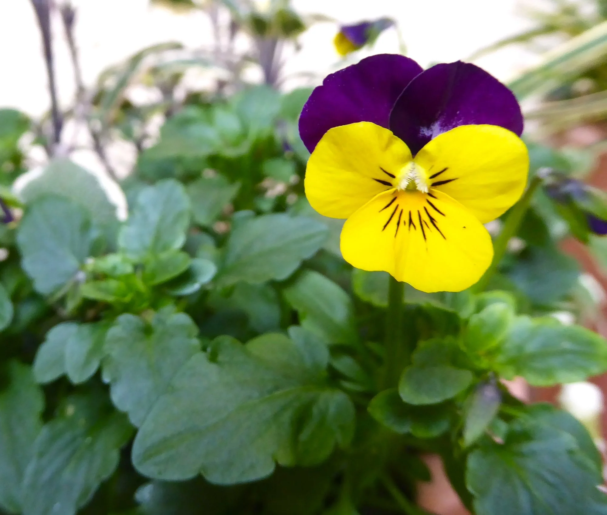 P1200610.webp