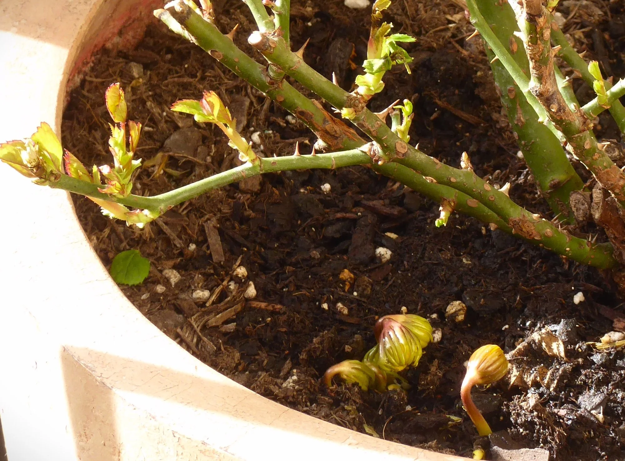 P1200741.webp