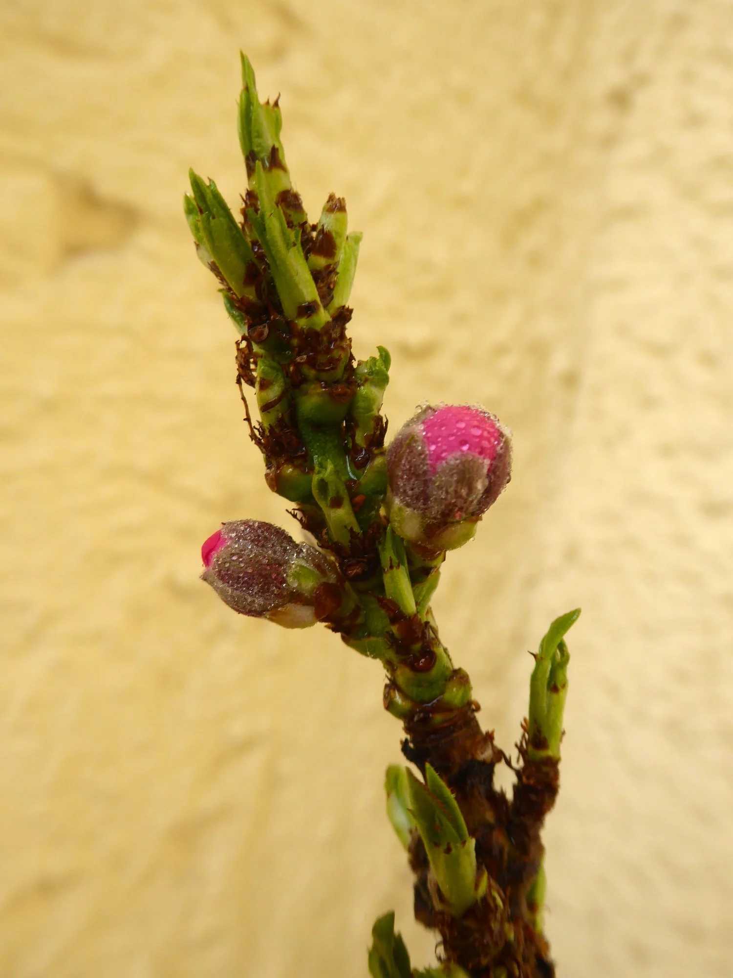 P1210041.webp