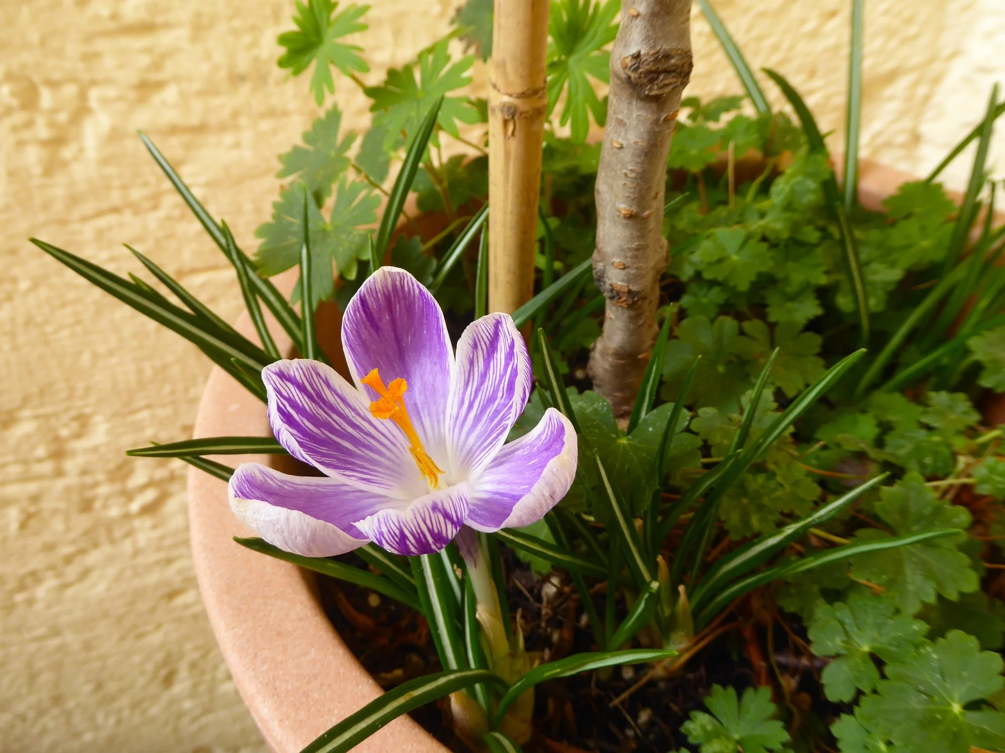 P1210123.webp