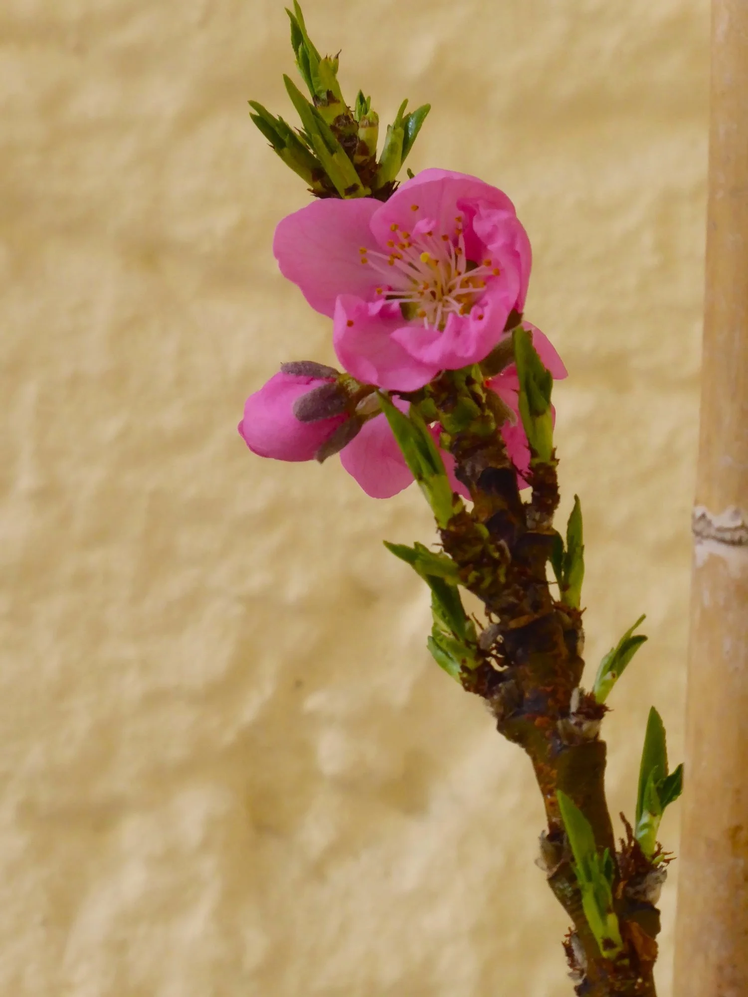 P1210144.webp