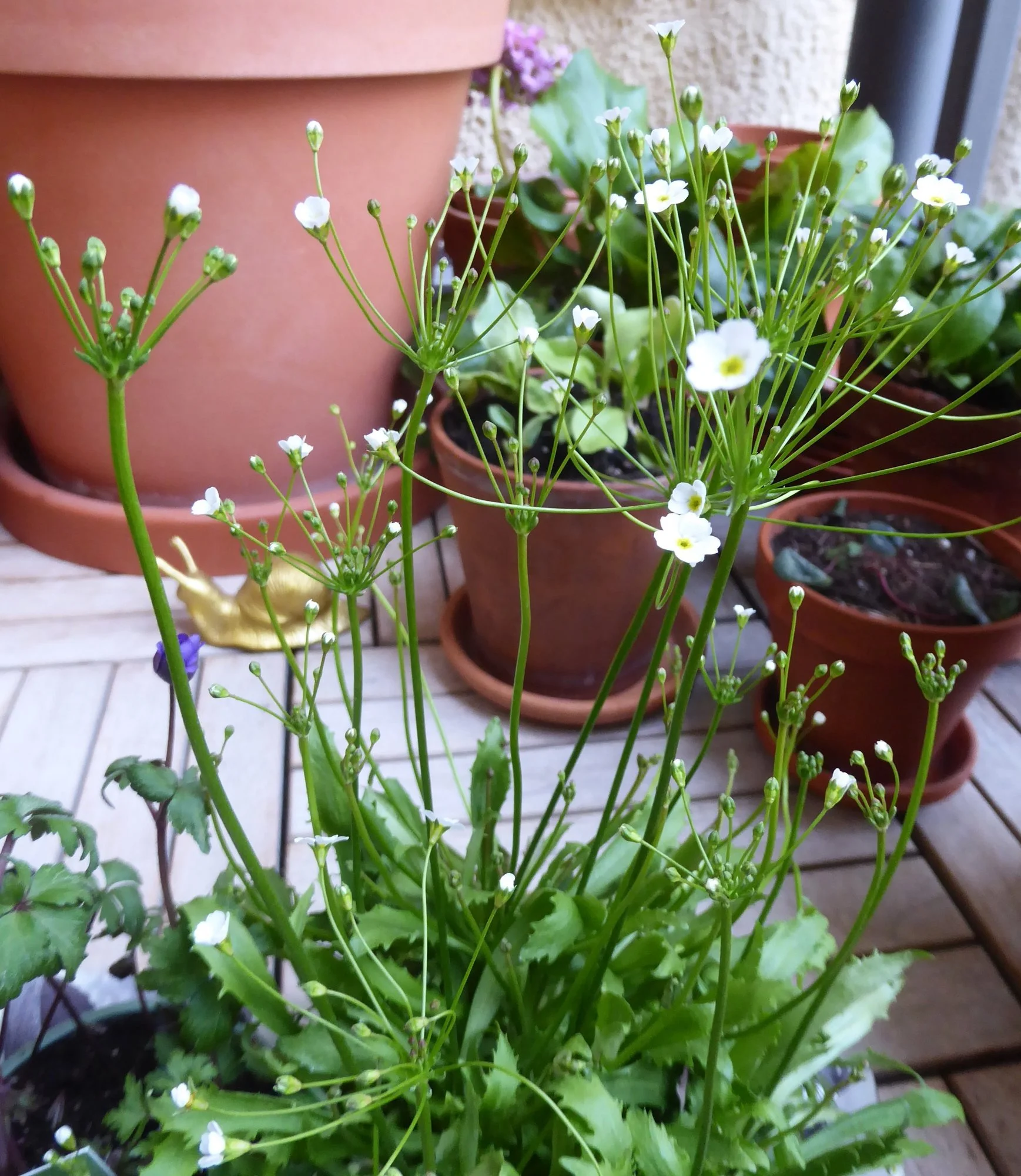 P1210249.webp