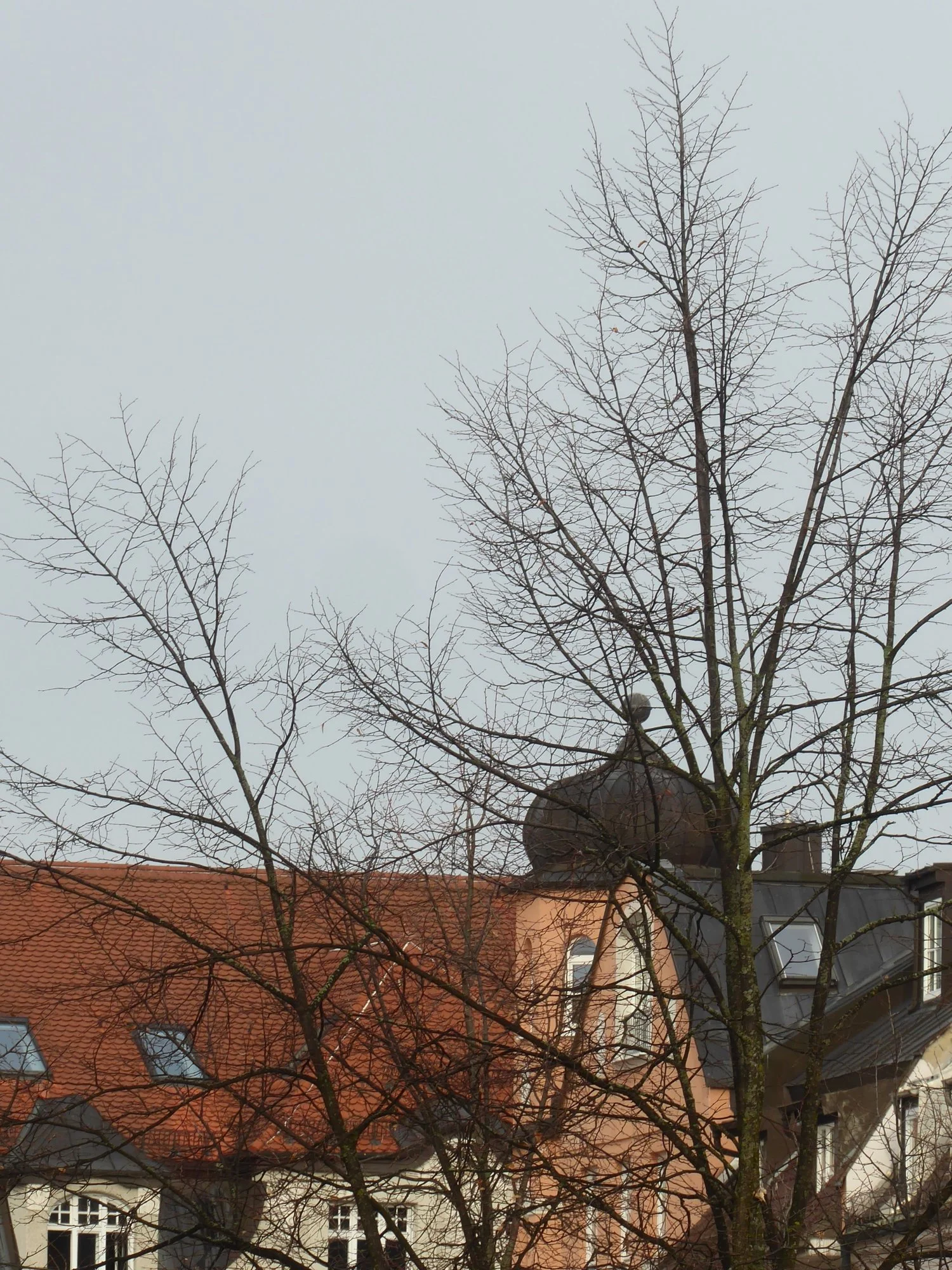 P1210266.webp