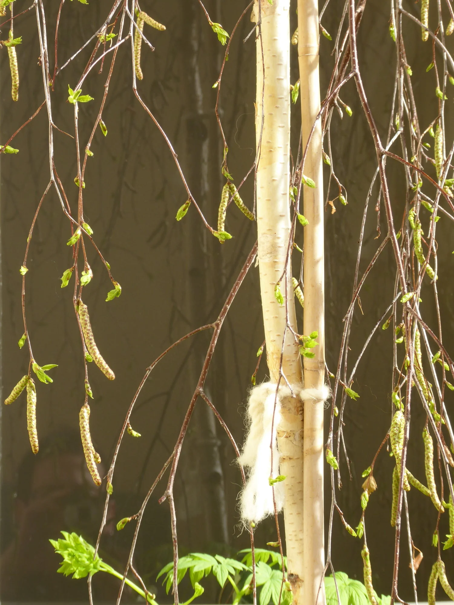 P1210300.webp
