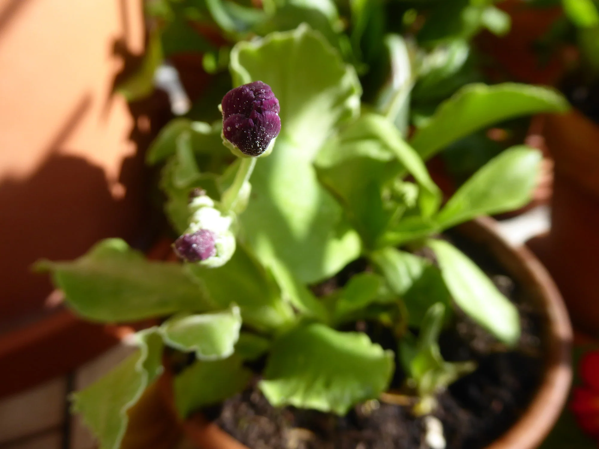 P1210433.webp