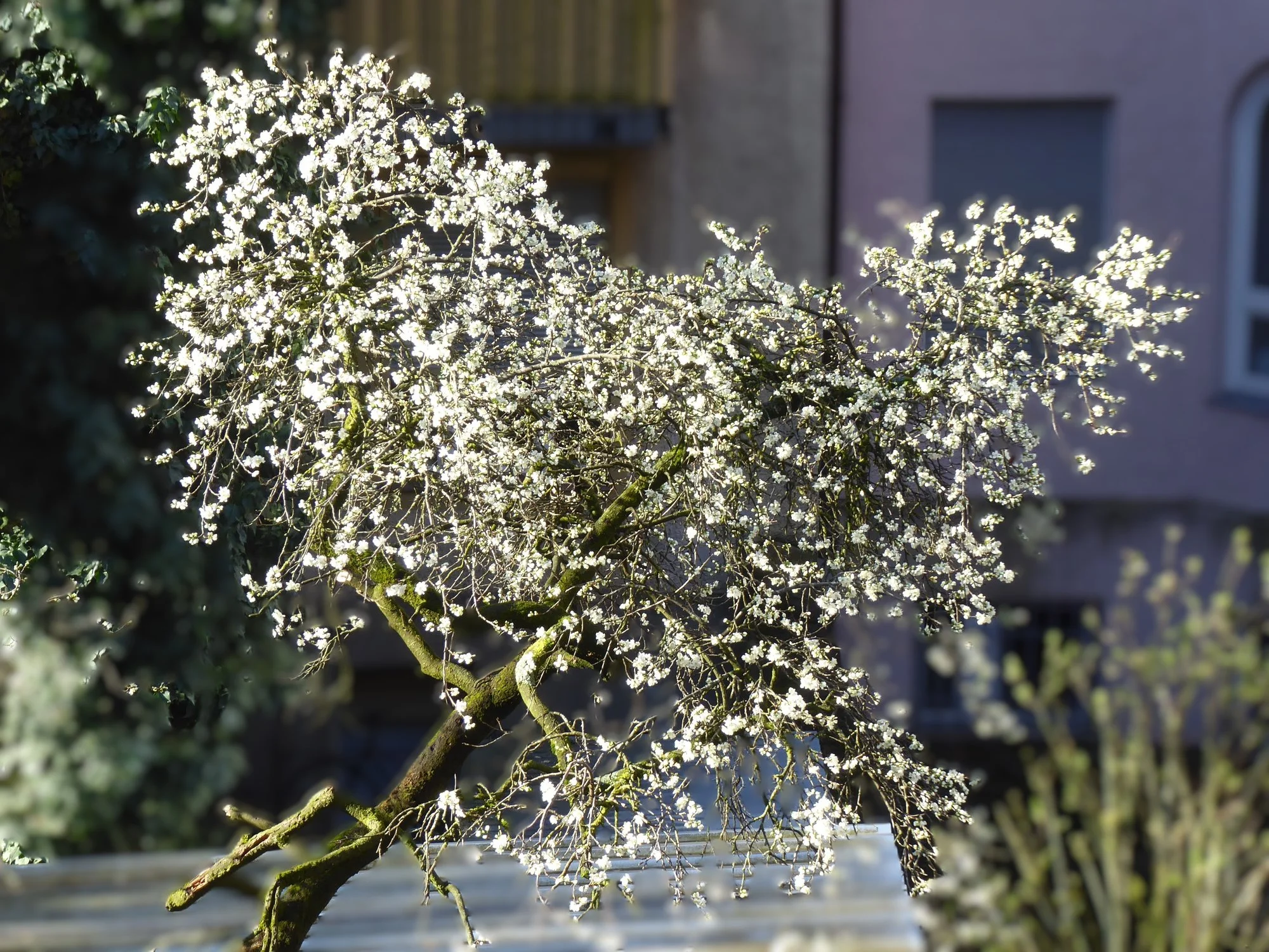 P1210464.webp