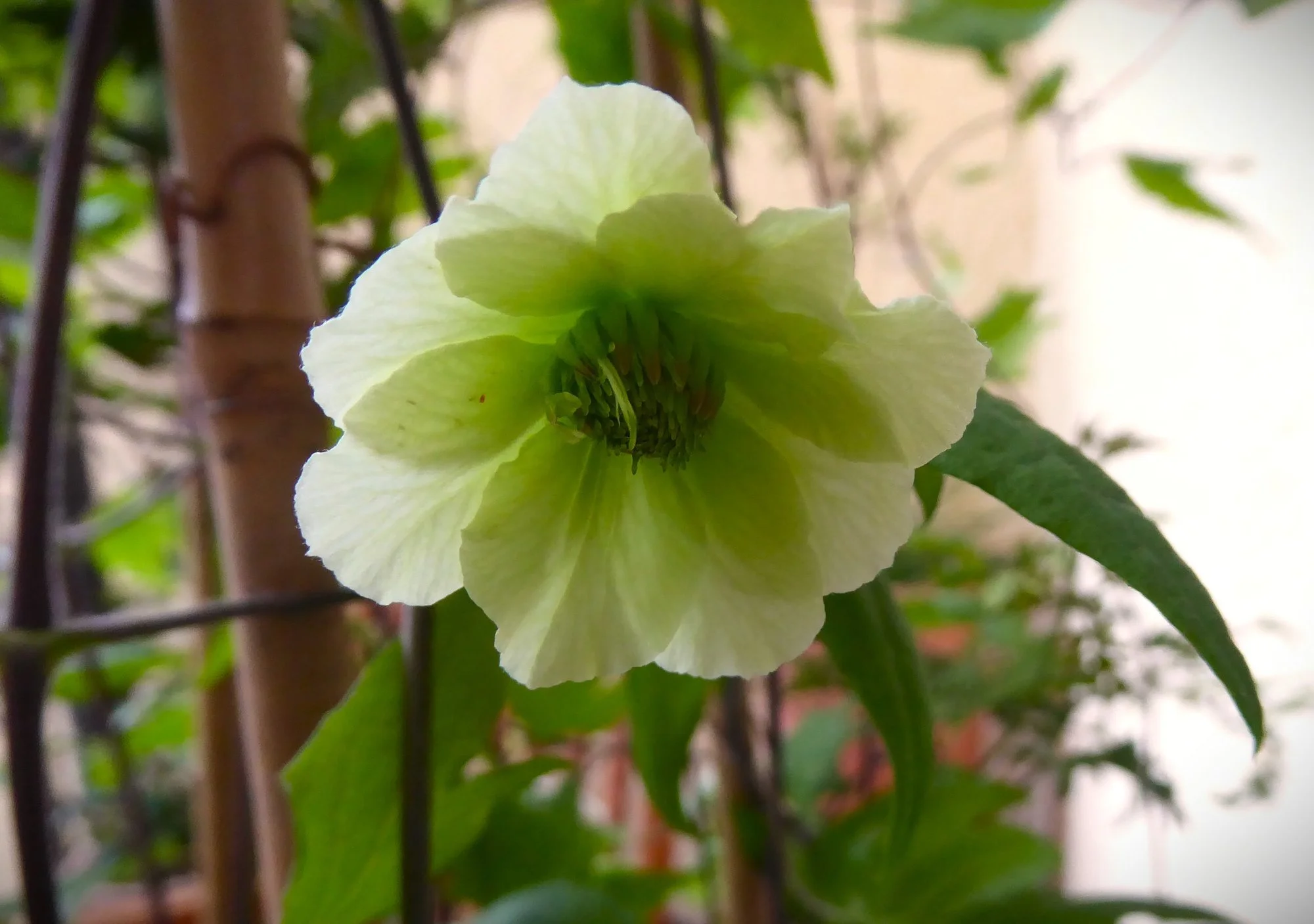 P1210537.webp