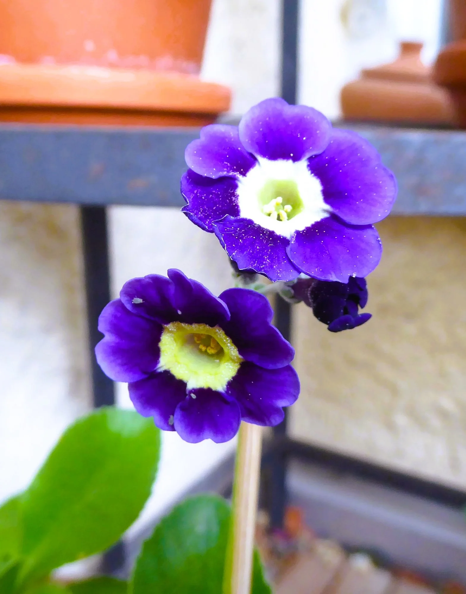 P1210800.webp