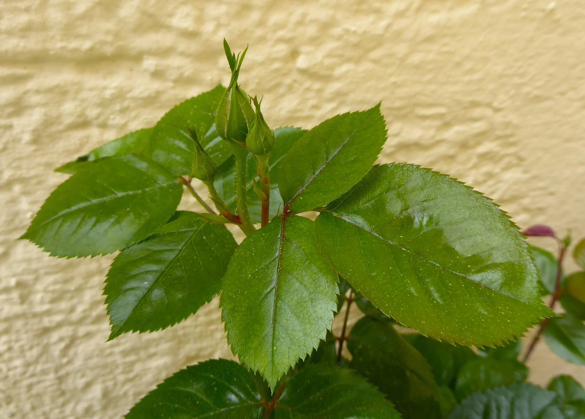 P1210854.webp