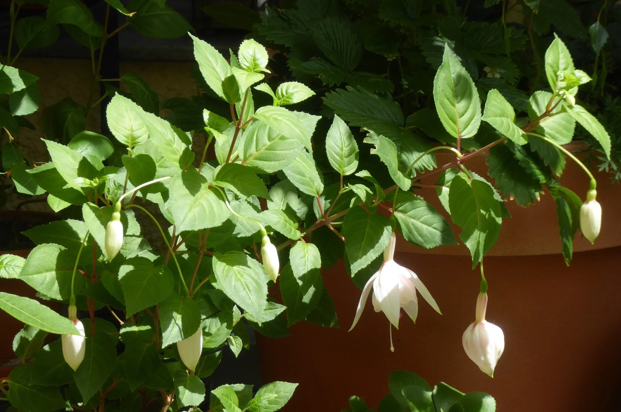 P1220337.webp