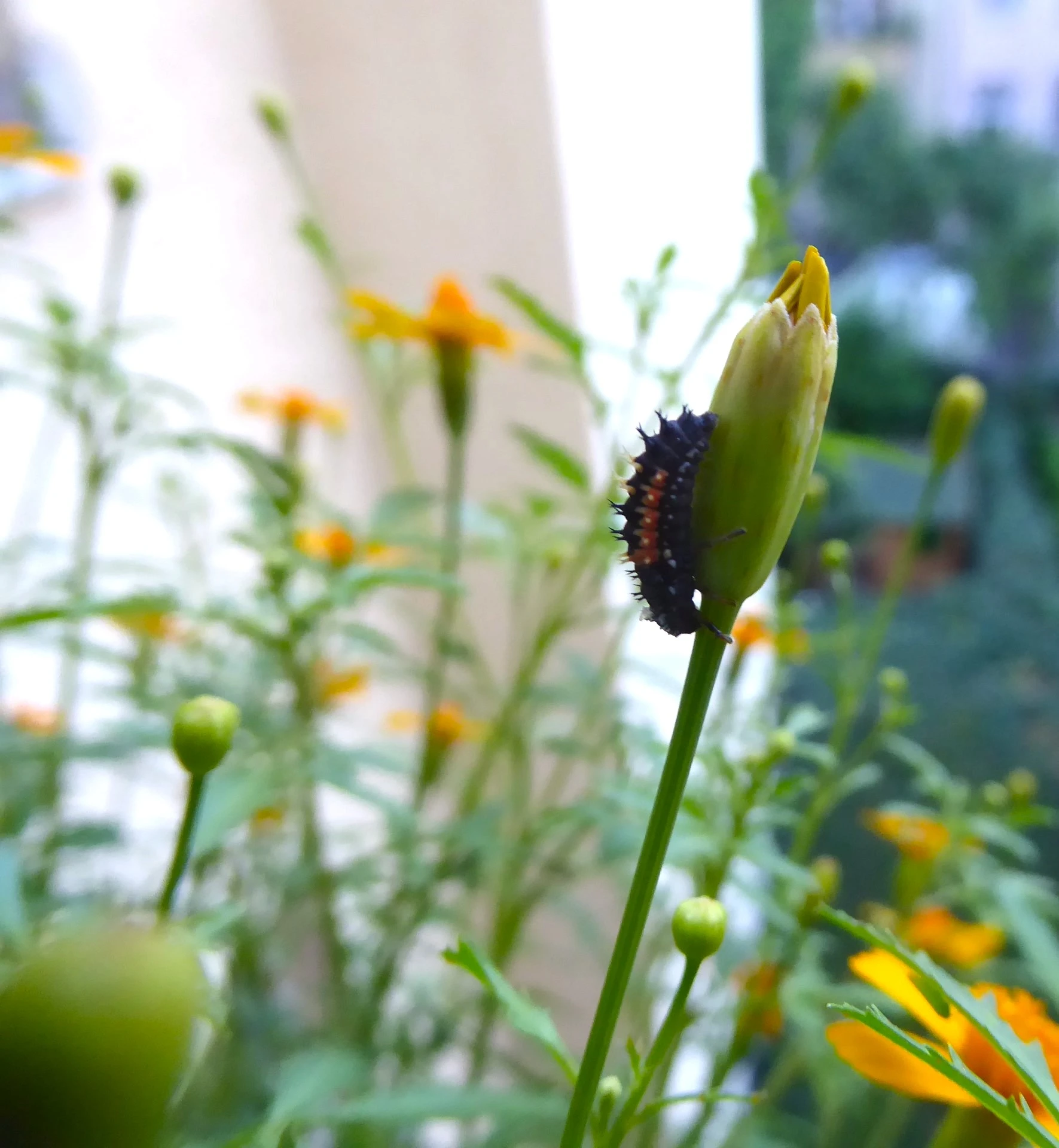 P1220341.webp