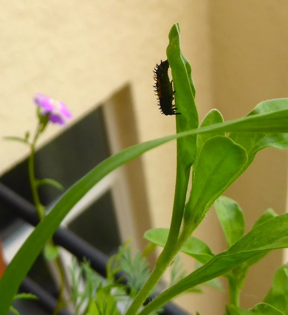 P1220346.webp