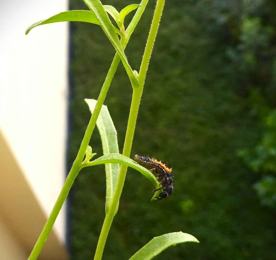 P1220353.webp