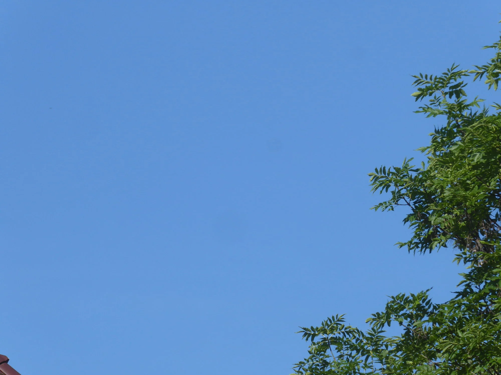 P1220354.webp