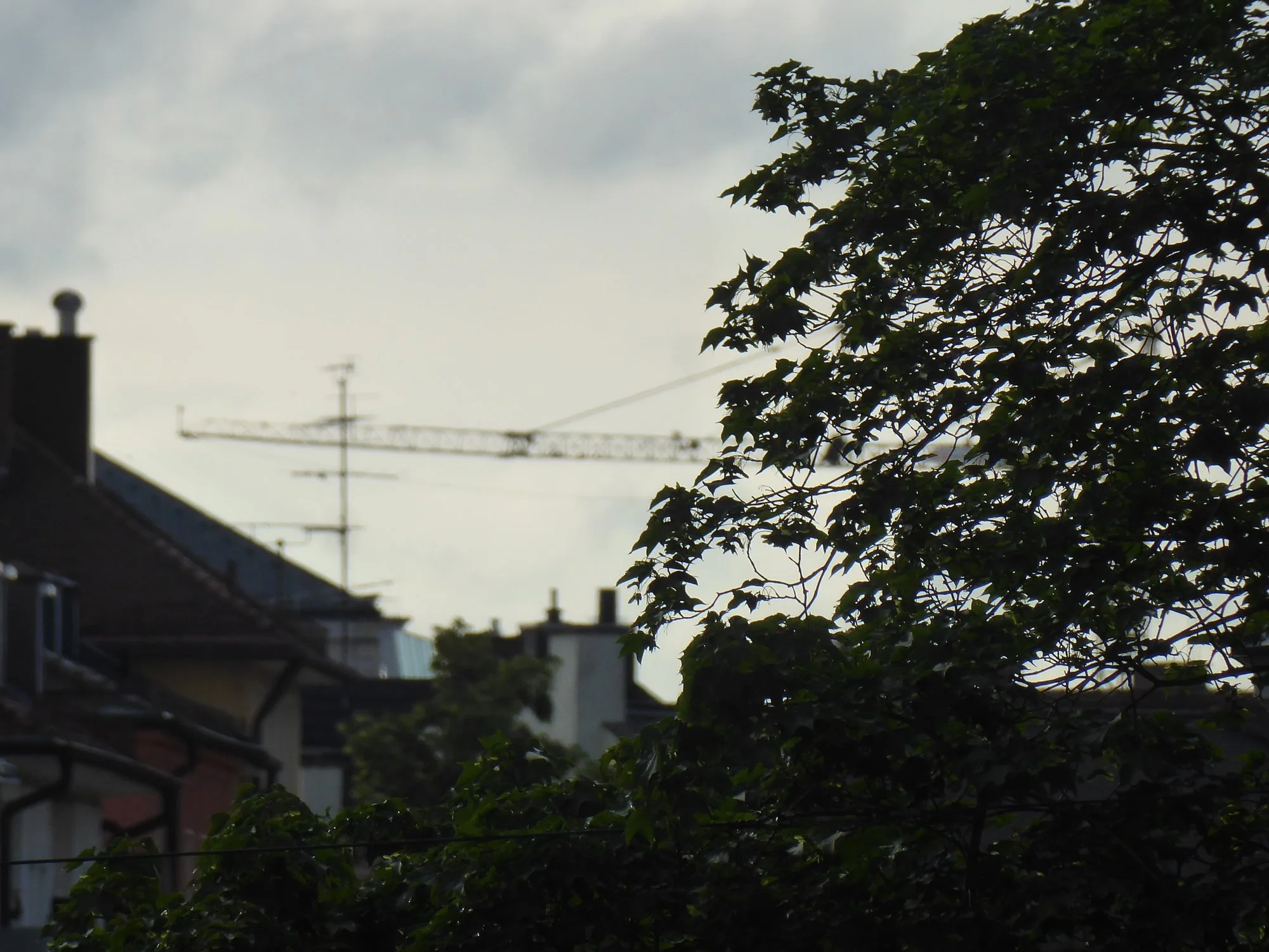 P1220398.webp