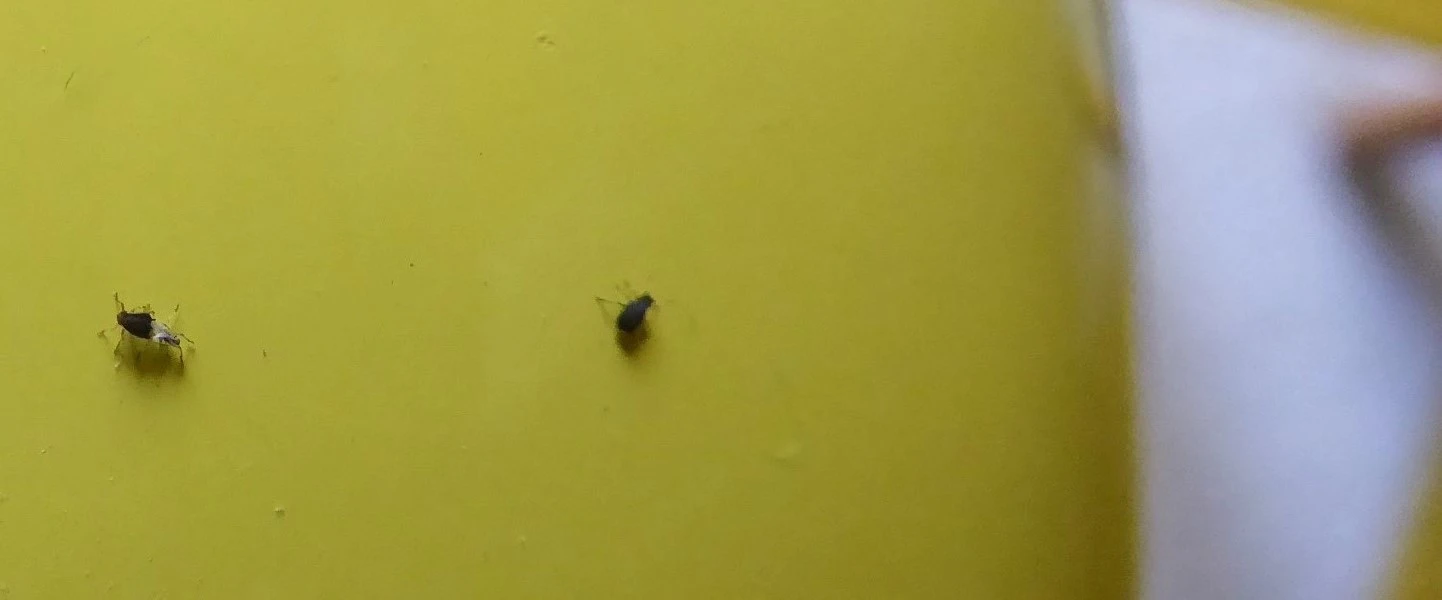 P1220523.webp