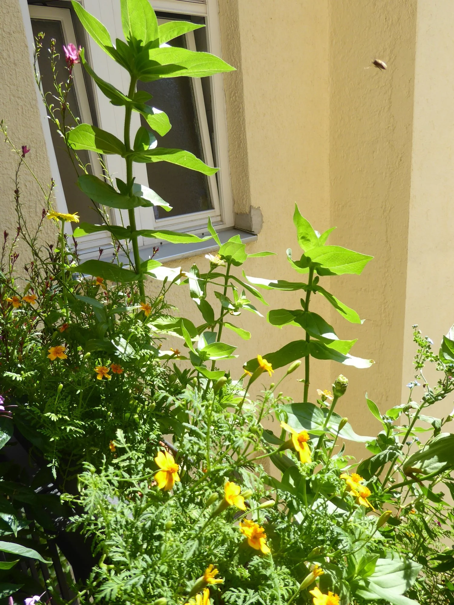 P1220790.webp