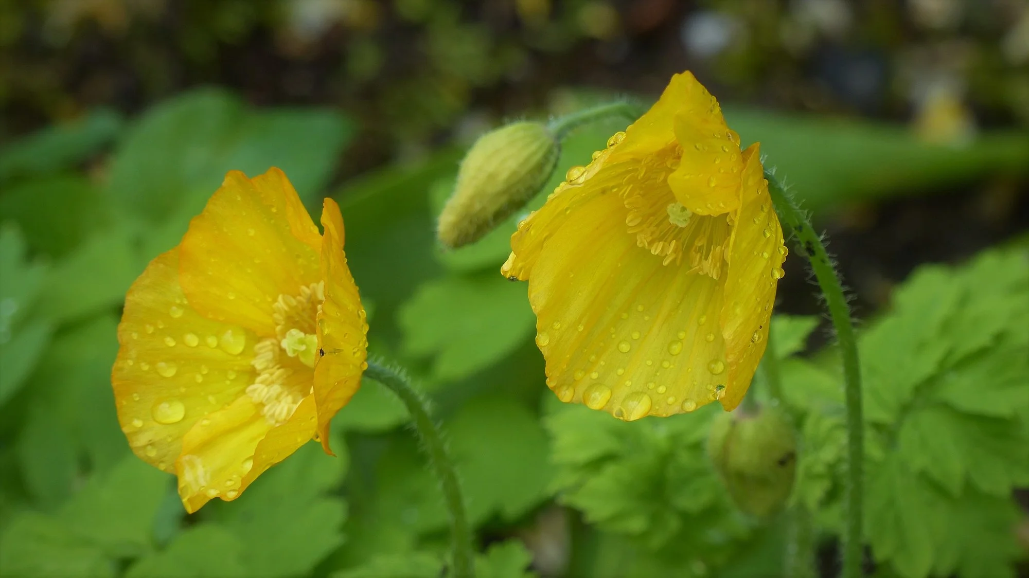 P1230029.webp