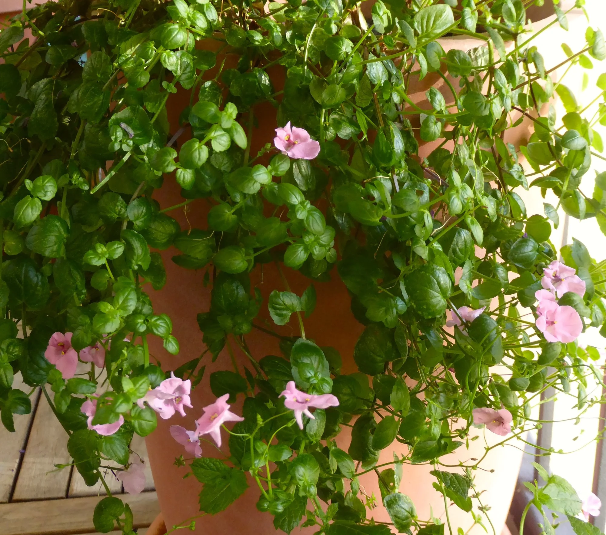 P1230091.webp