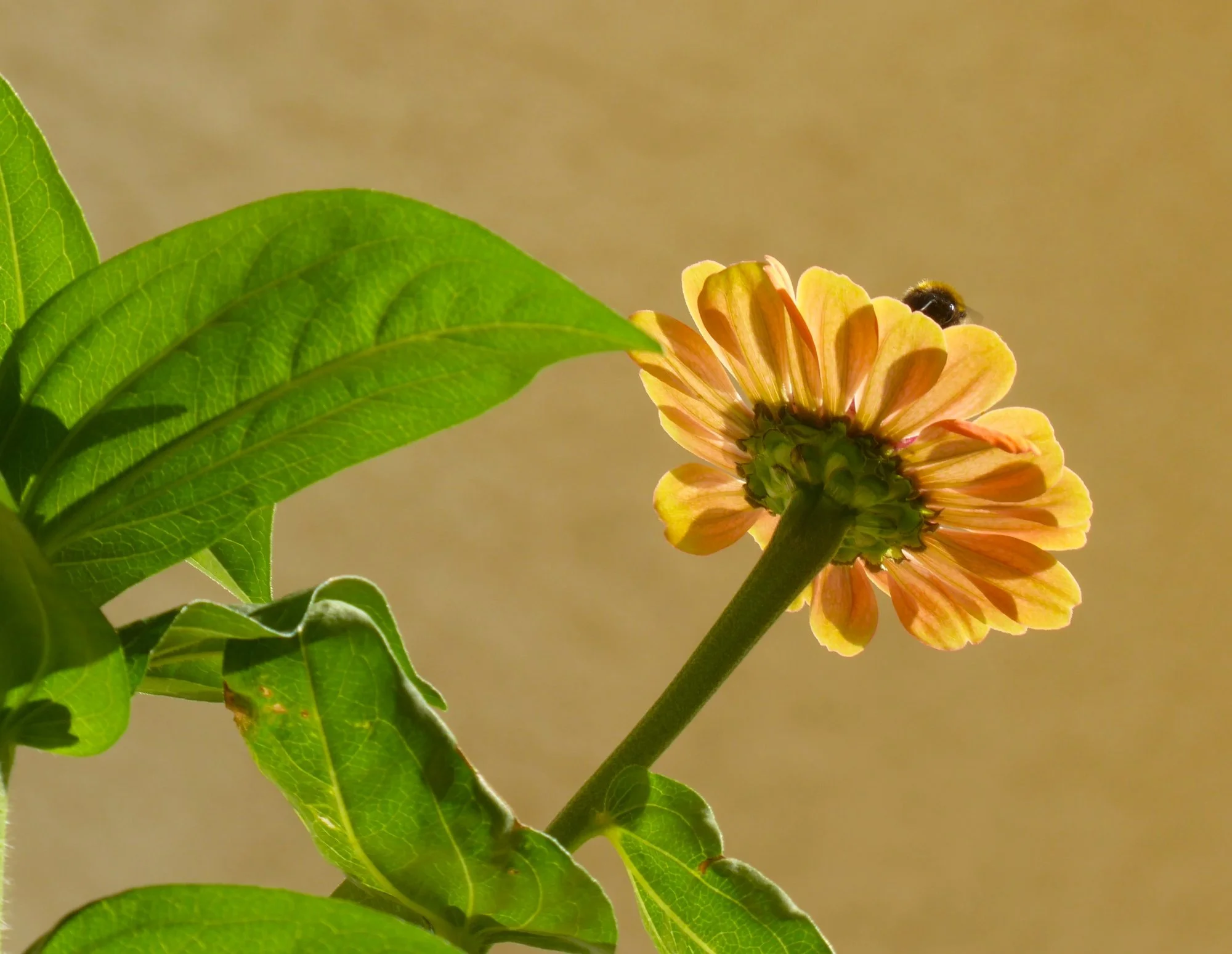 P1230176a.webp