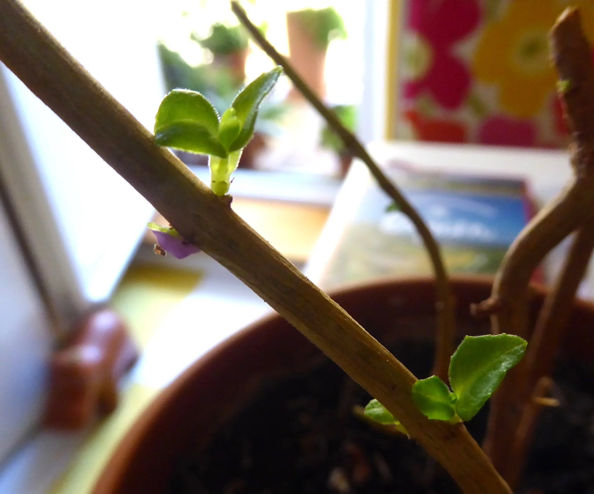P1230209.webp