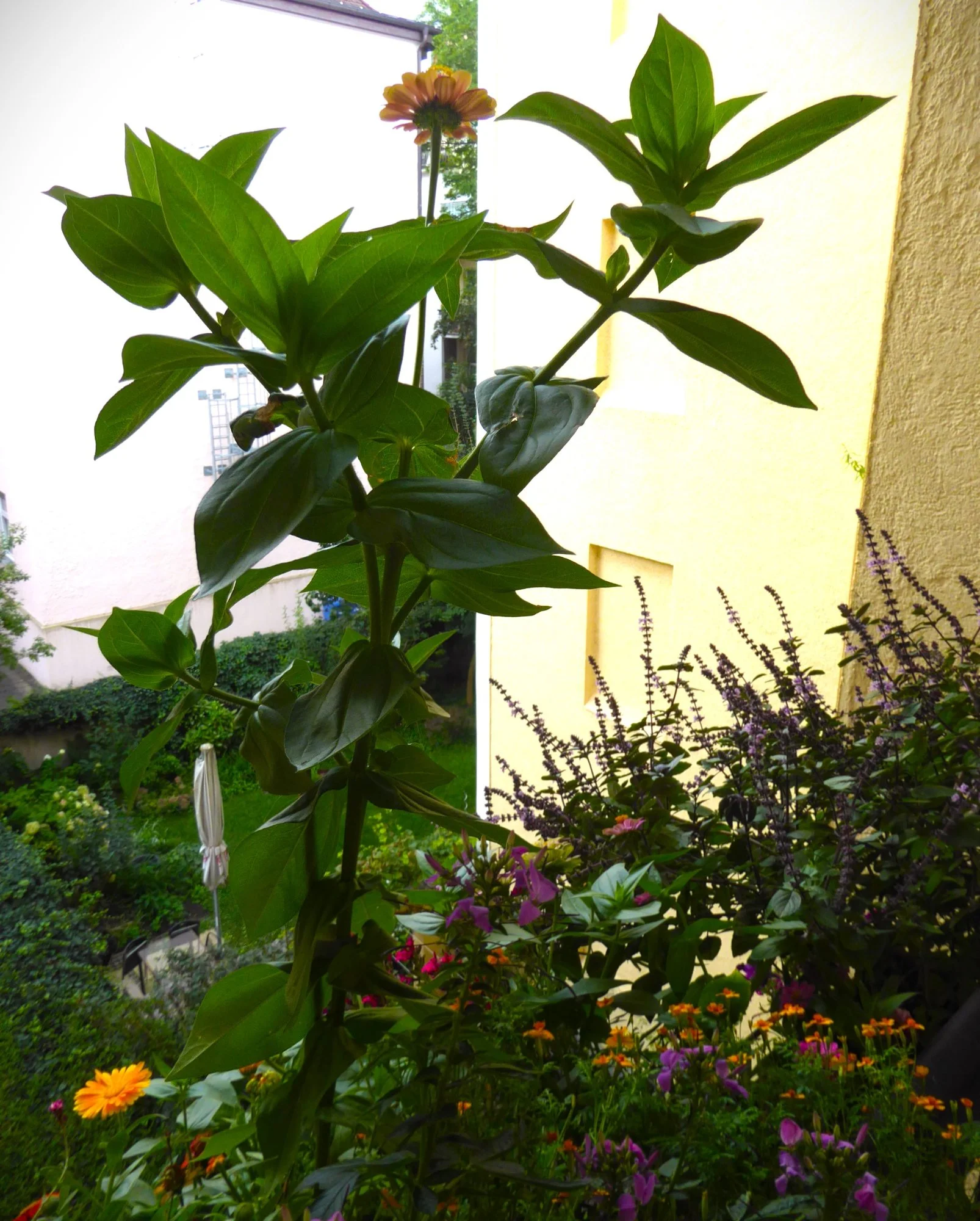 P1230236.webp