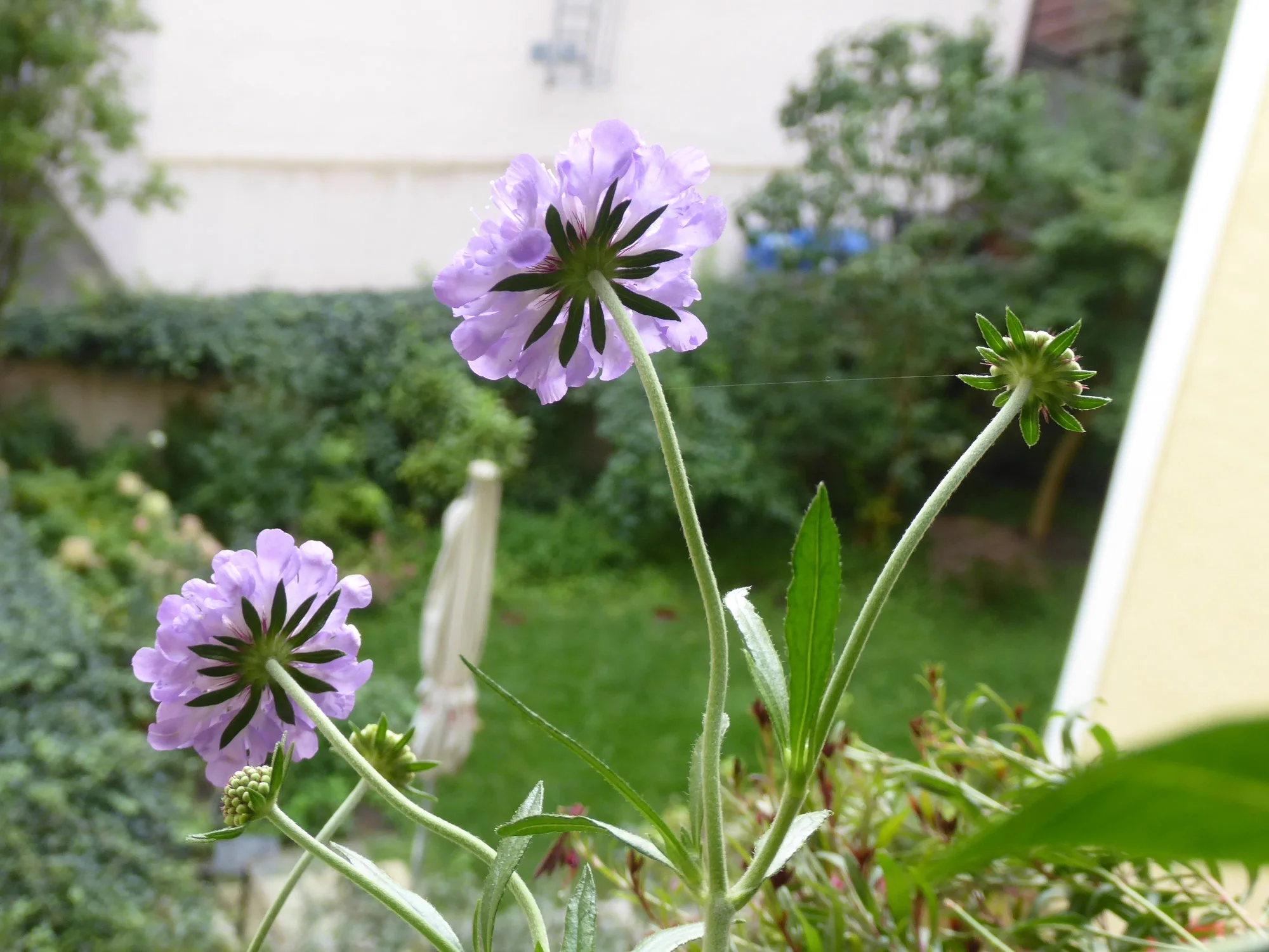 P1230415.webp