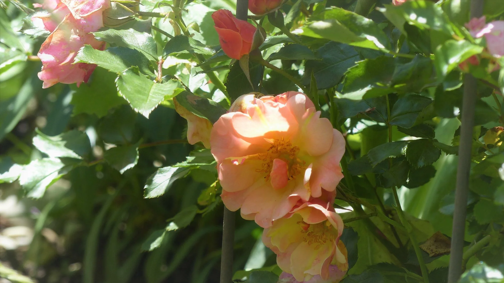 P1230418.webp