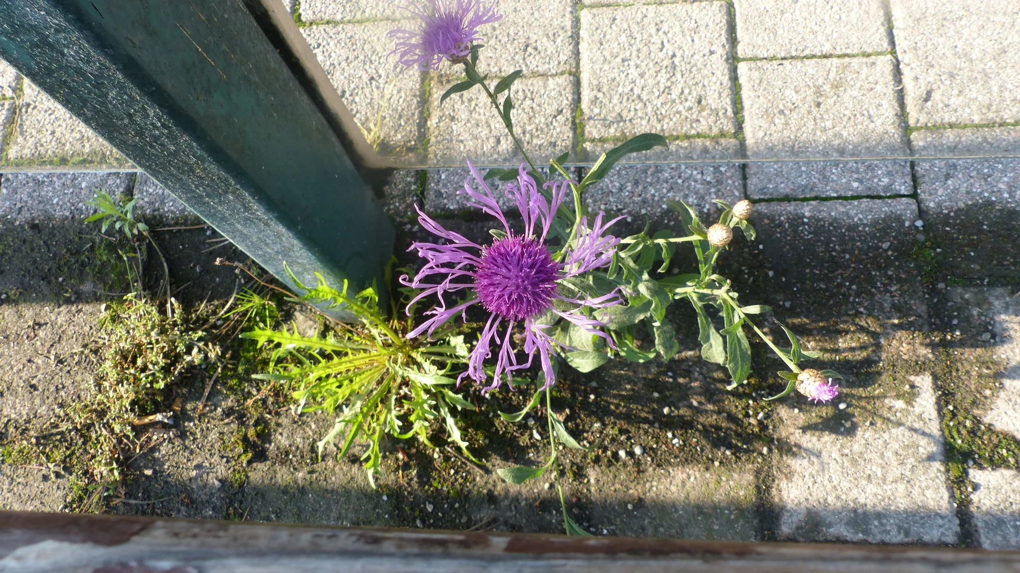 P1230467.webp
