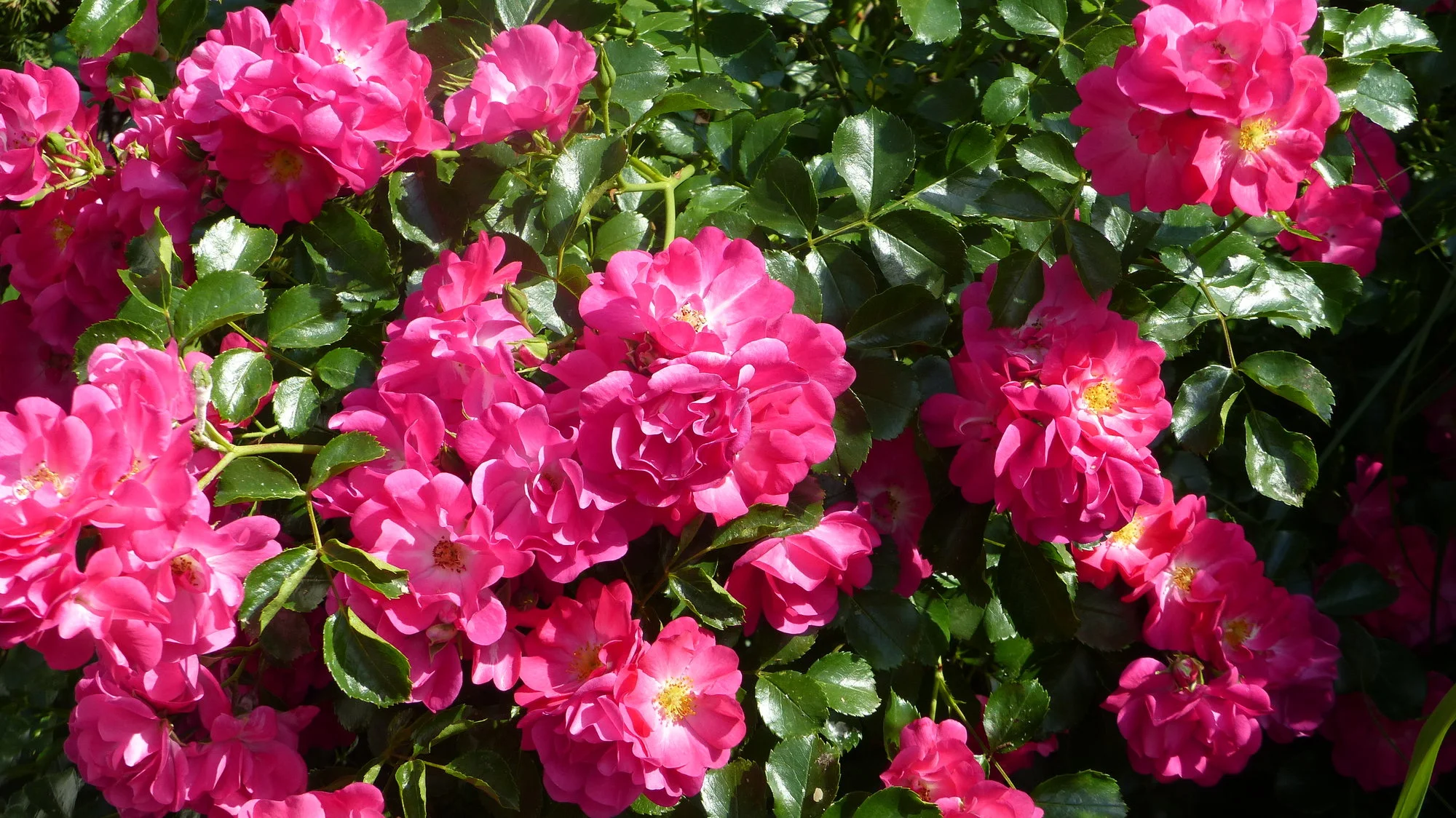 P1230536.webp