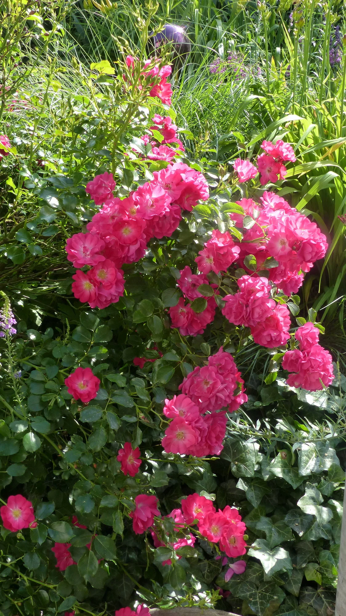 P1230537.webp