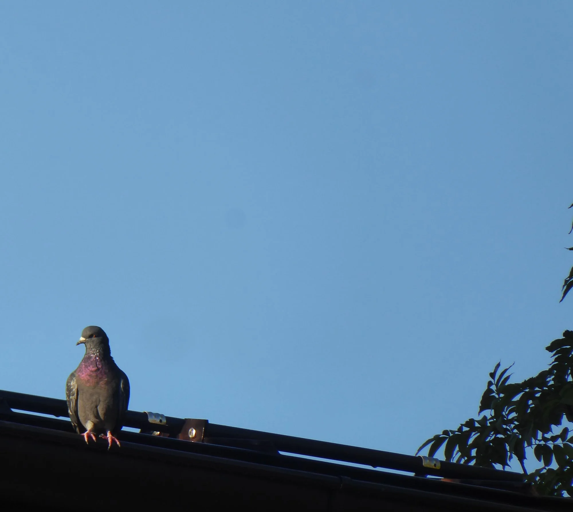 P1230637.webp