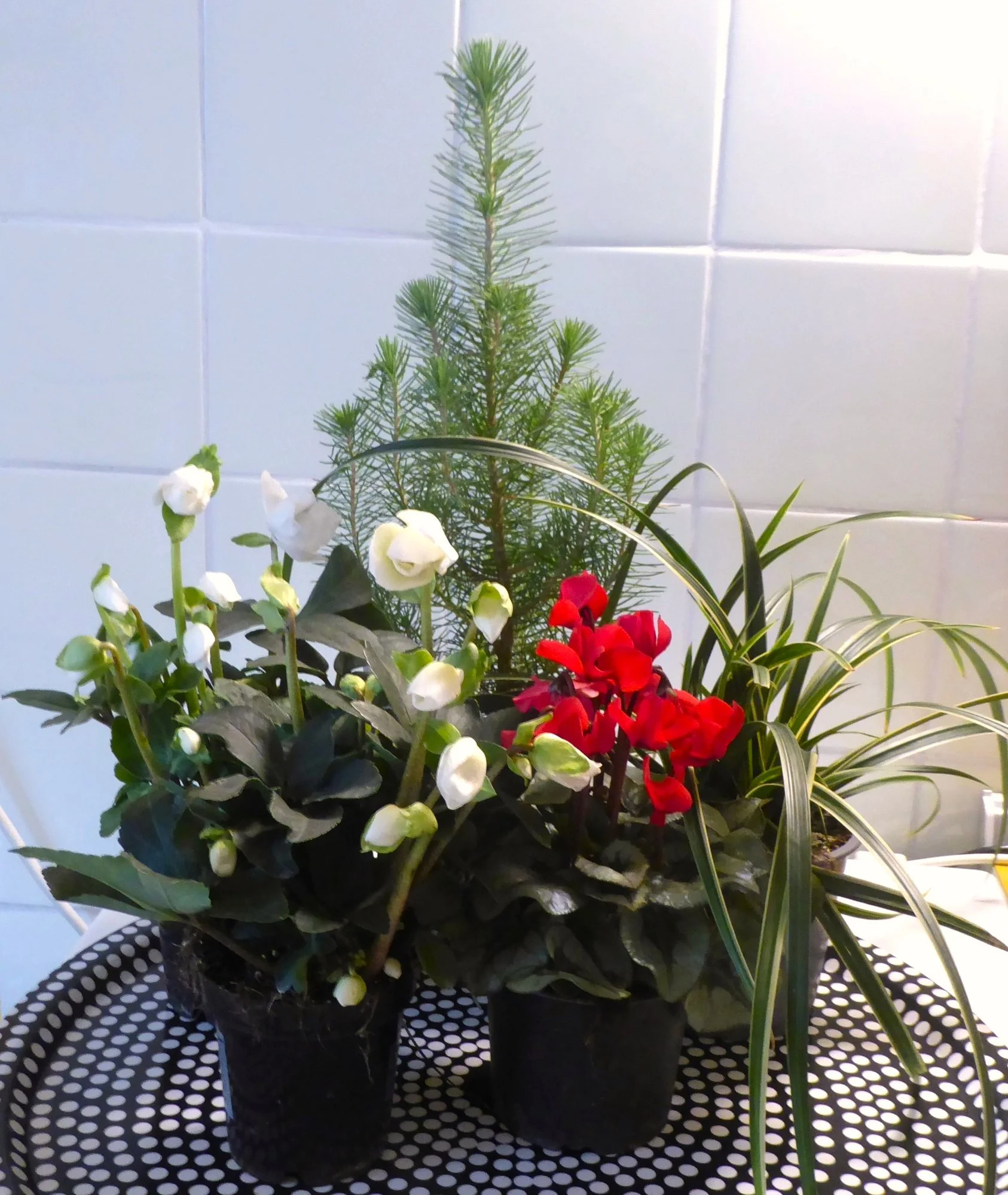 P1230886.webp