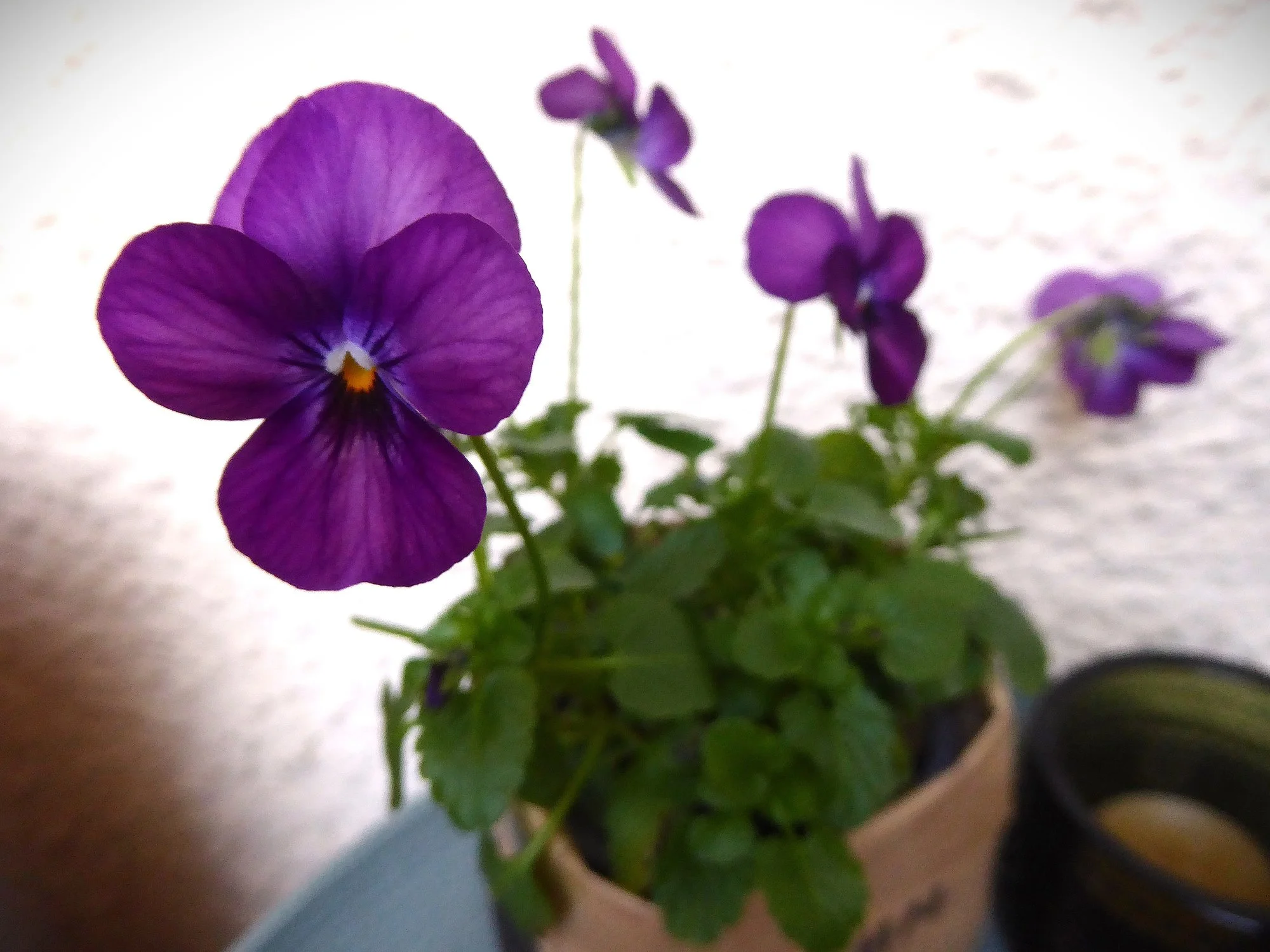P1230948.webp