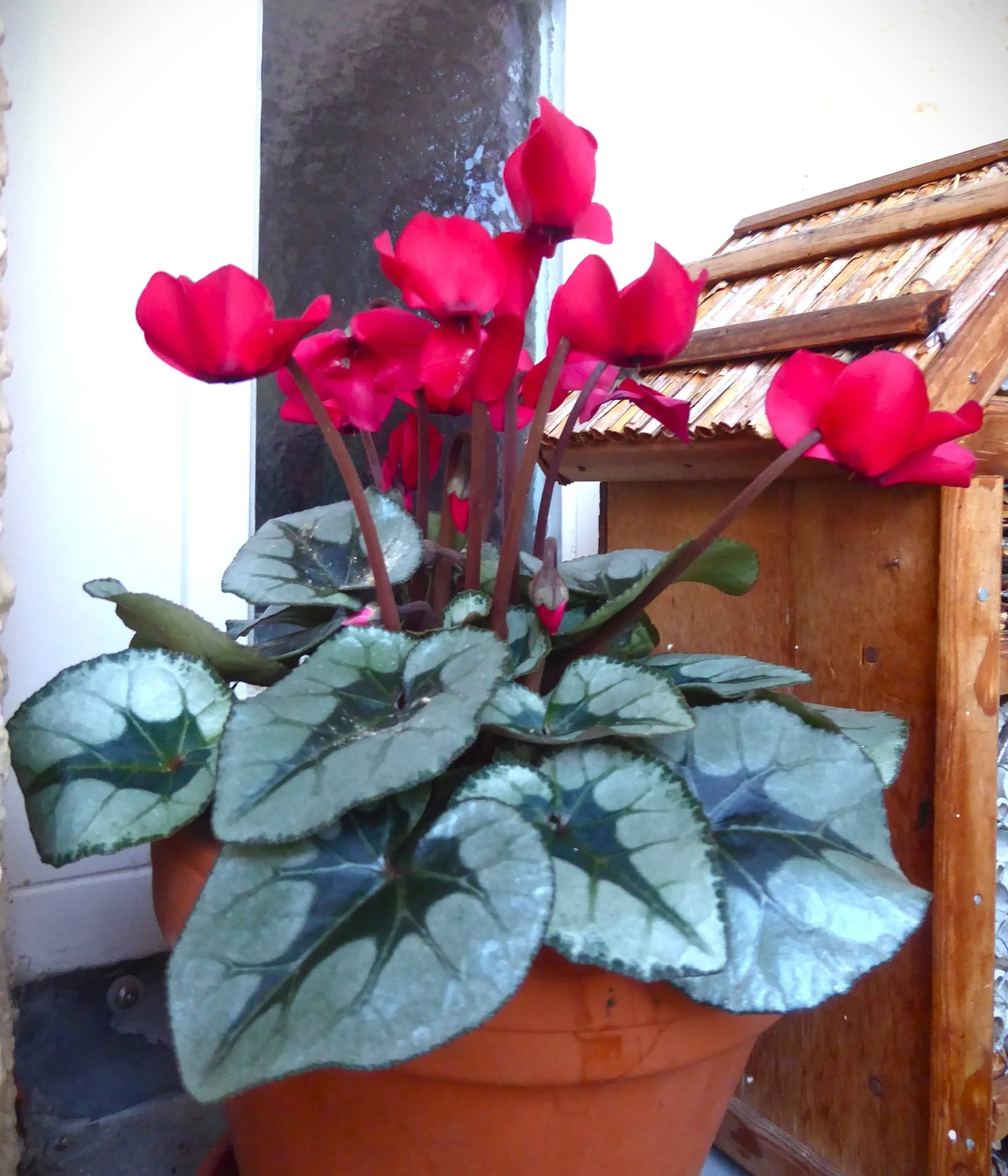 P1230950.webp