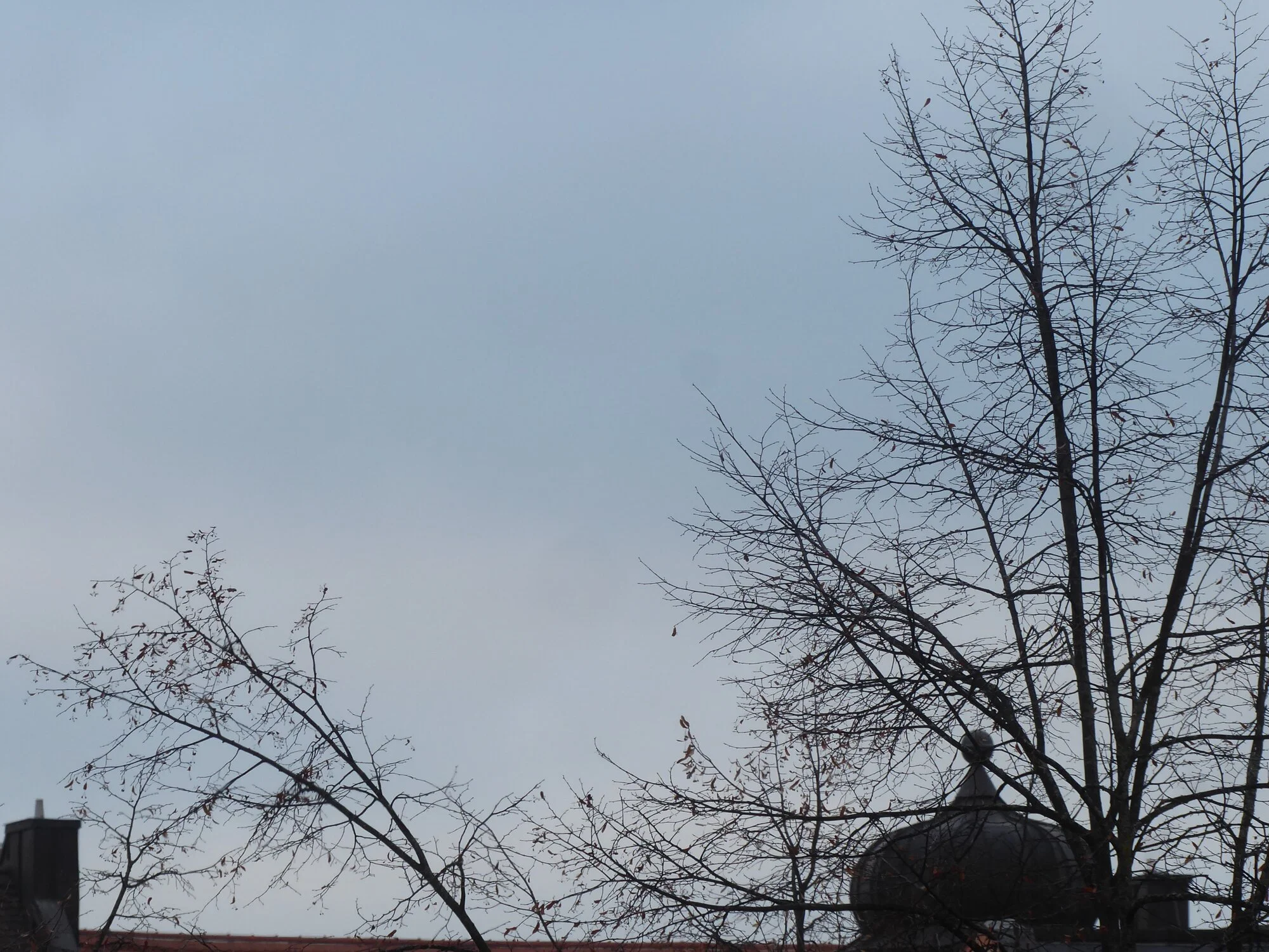 P1240007.webp