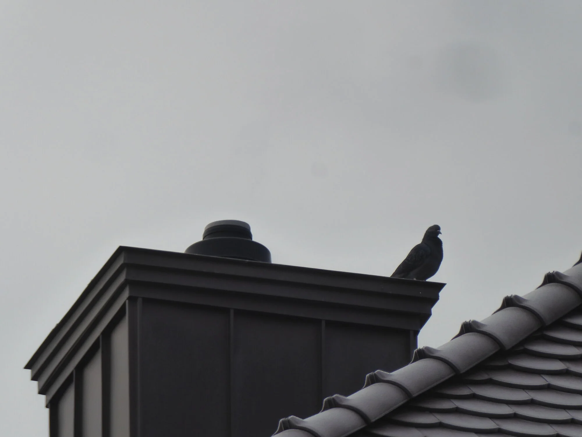 P1240228.webp