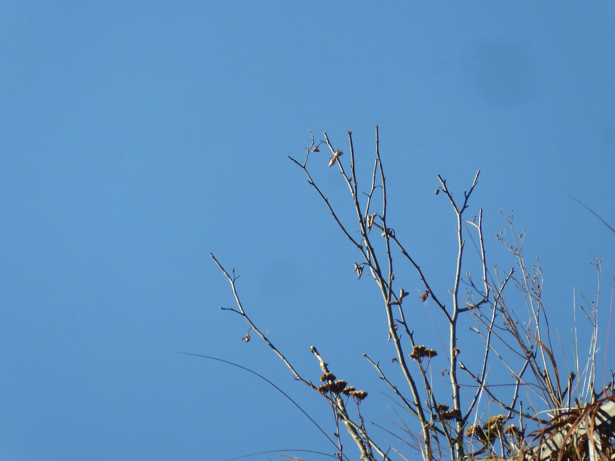 P1240247.webp
