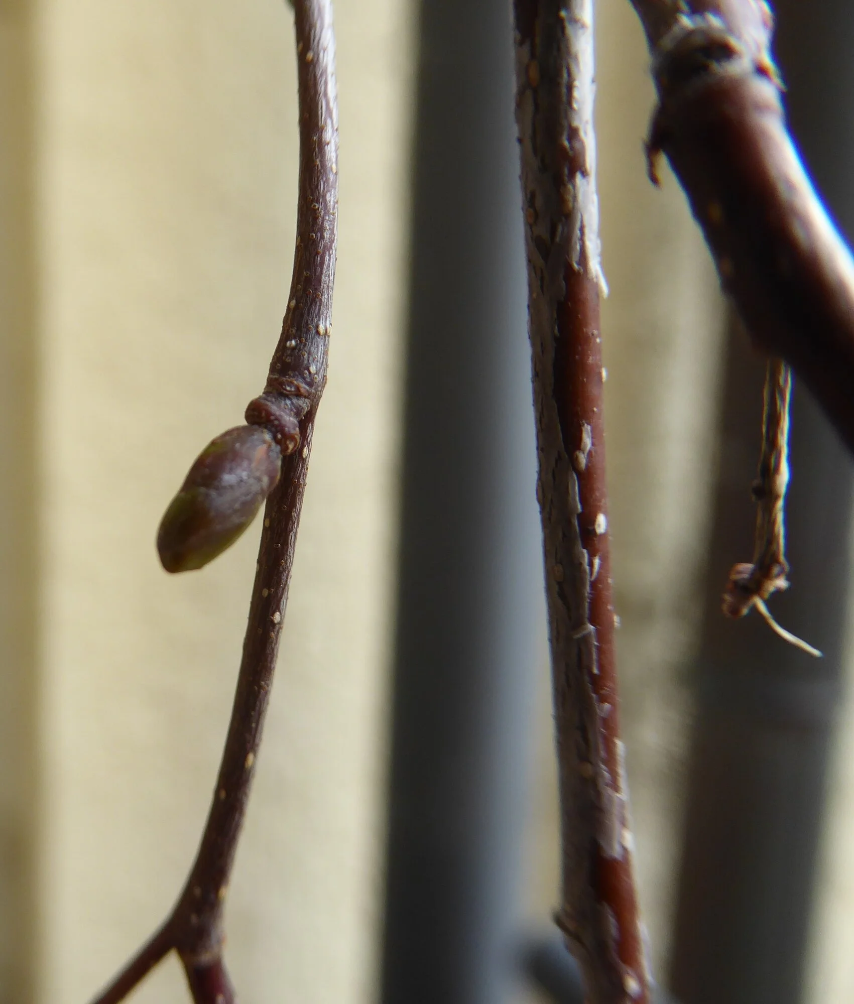 P1240345.webp