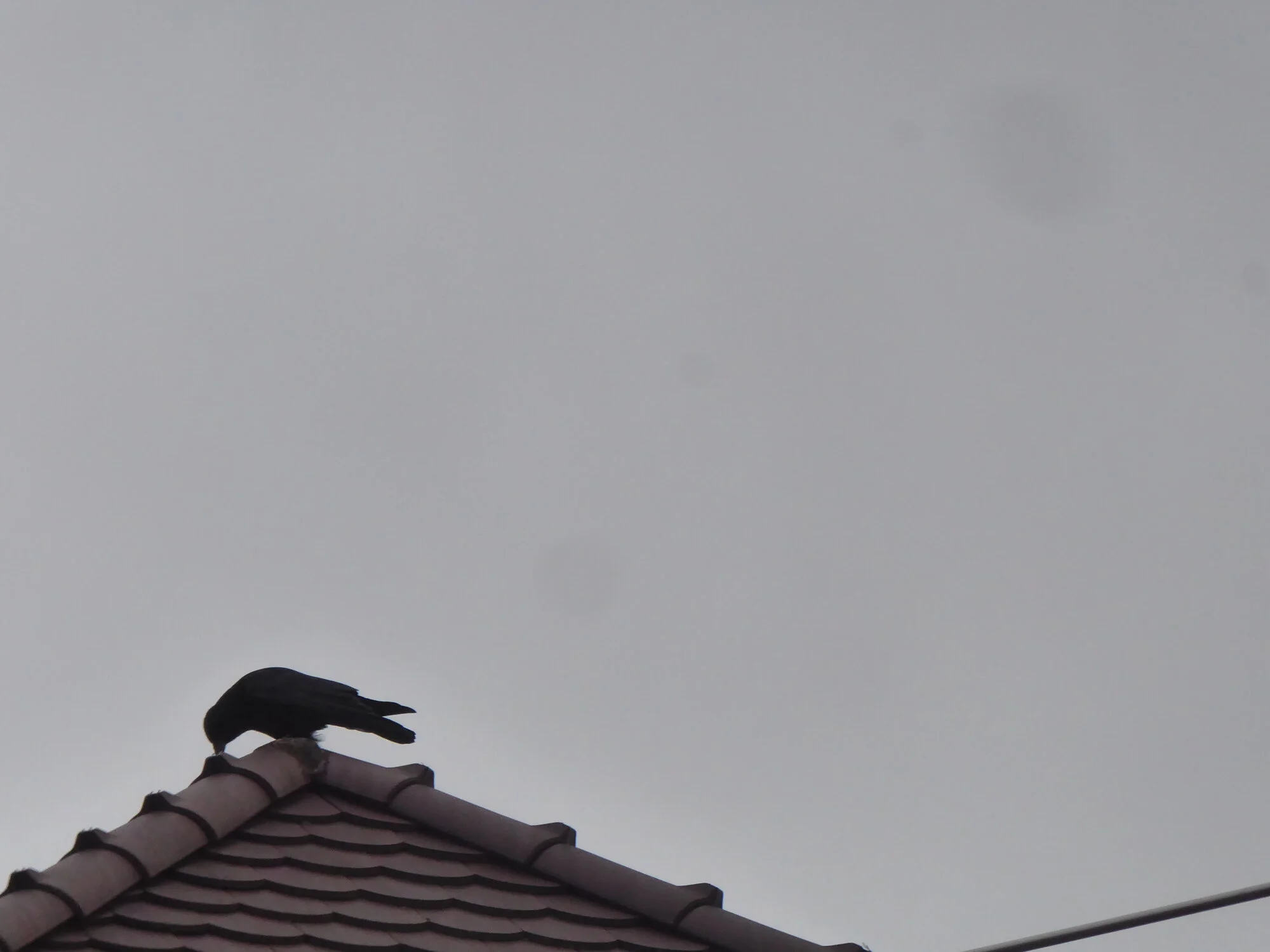 P1240346.webp