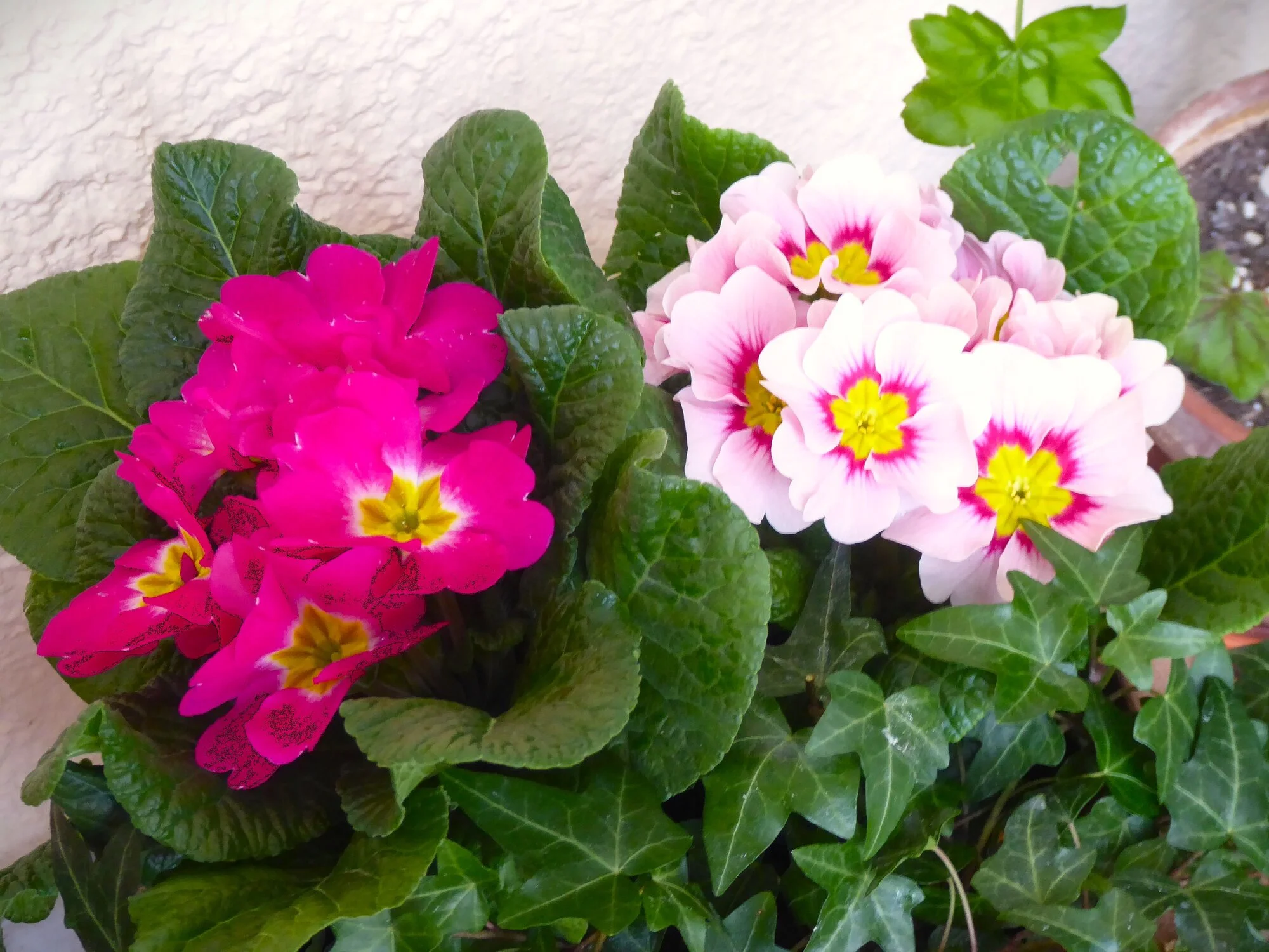 P1240383.webp