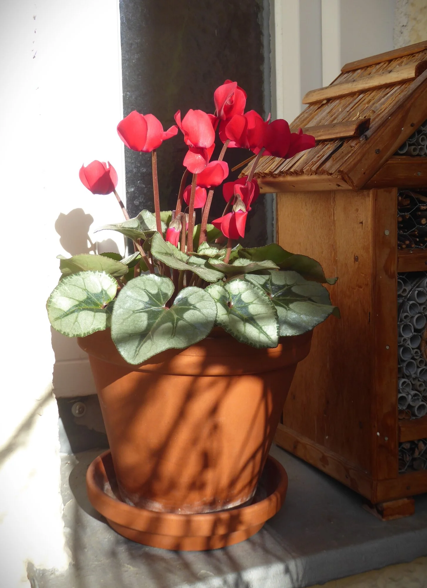 P1240521.webp