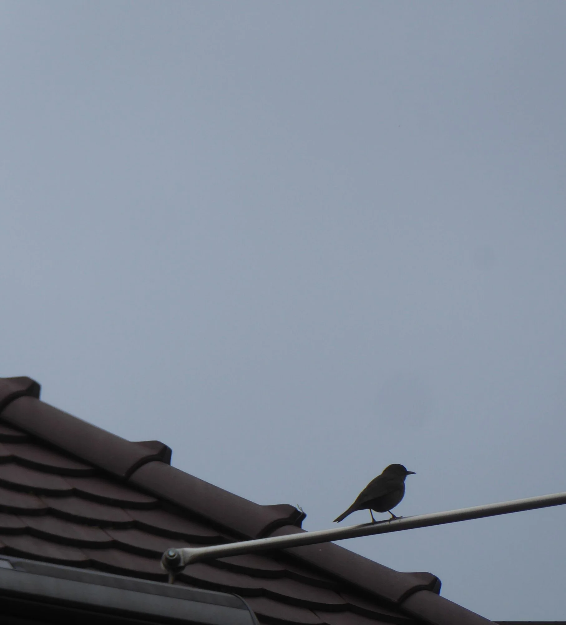 P1240664.webp