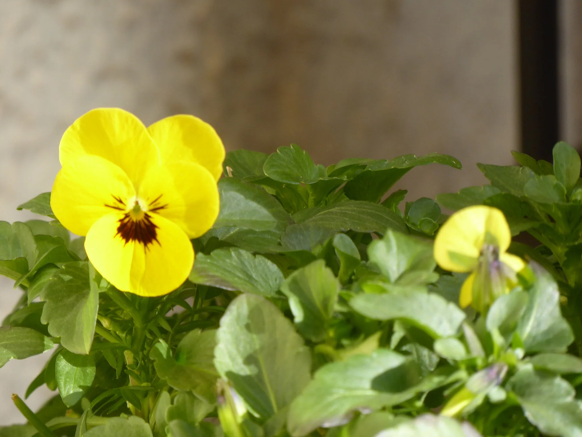 P1240791.webp