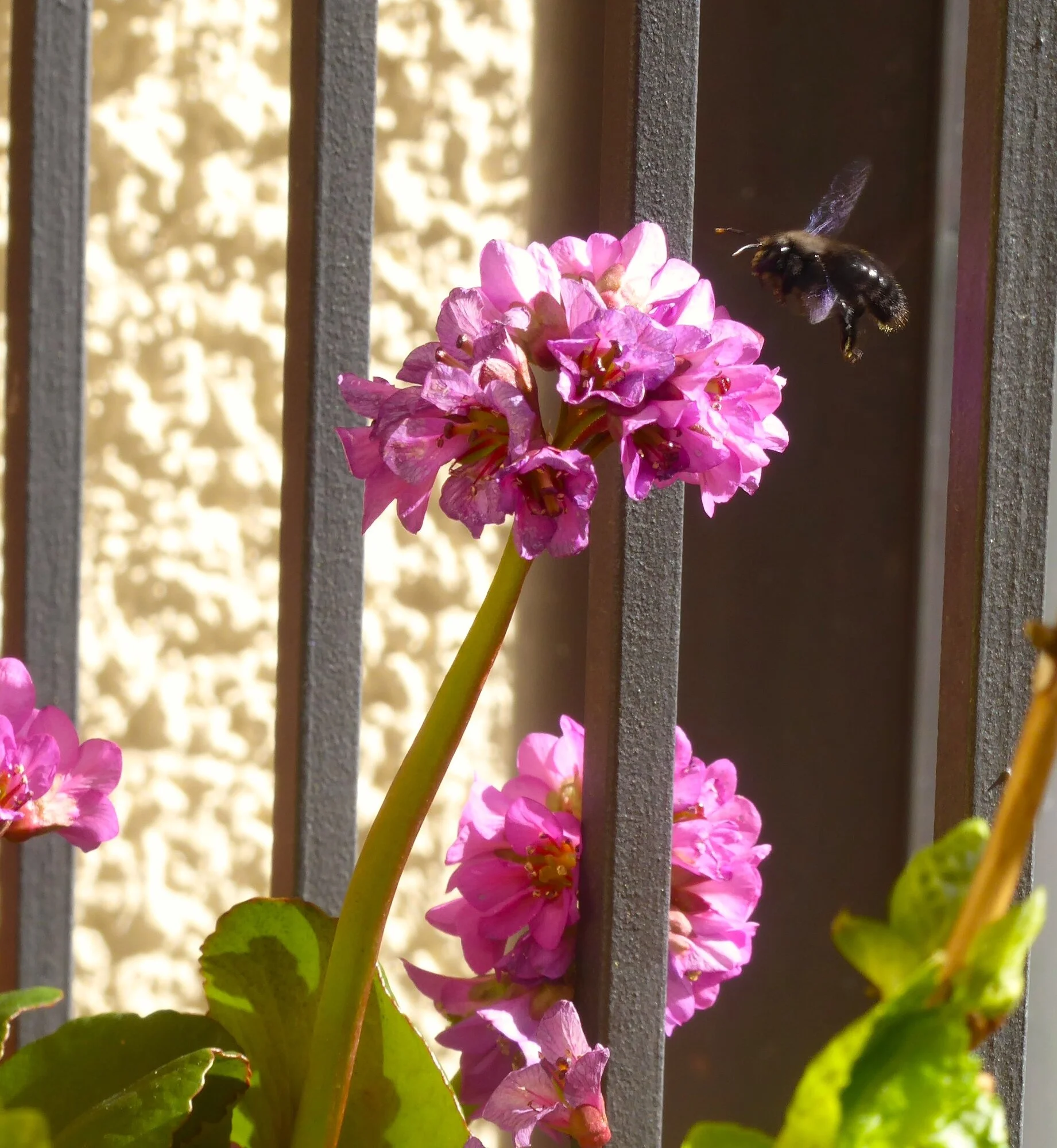 P1250039.webp