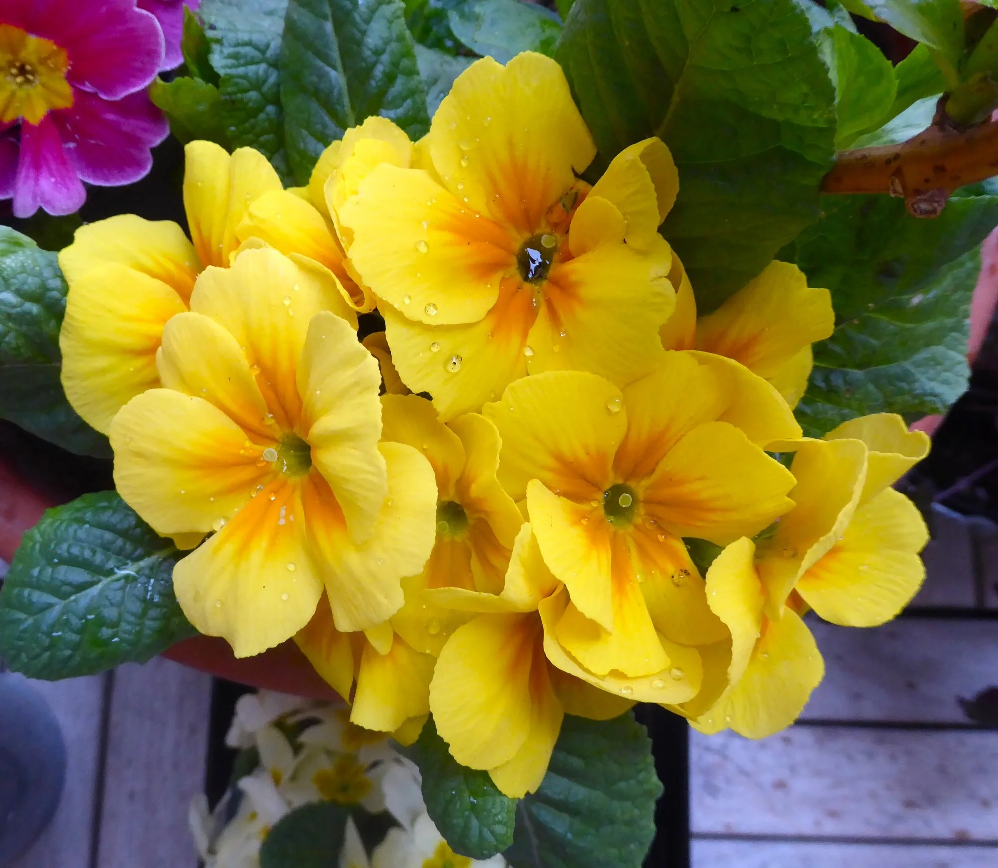 P1250066.webp