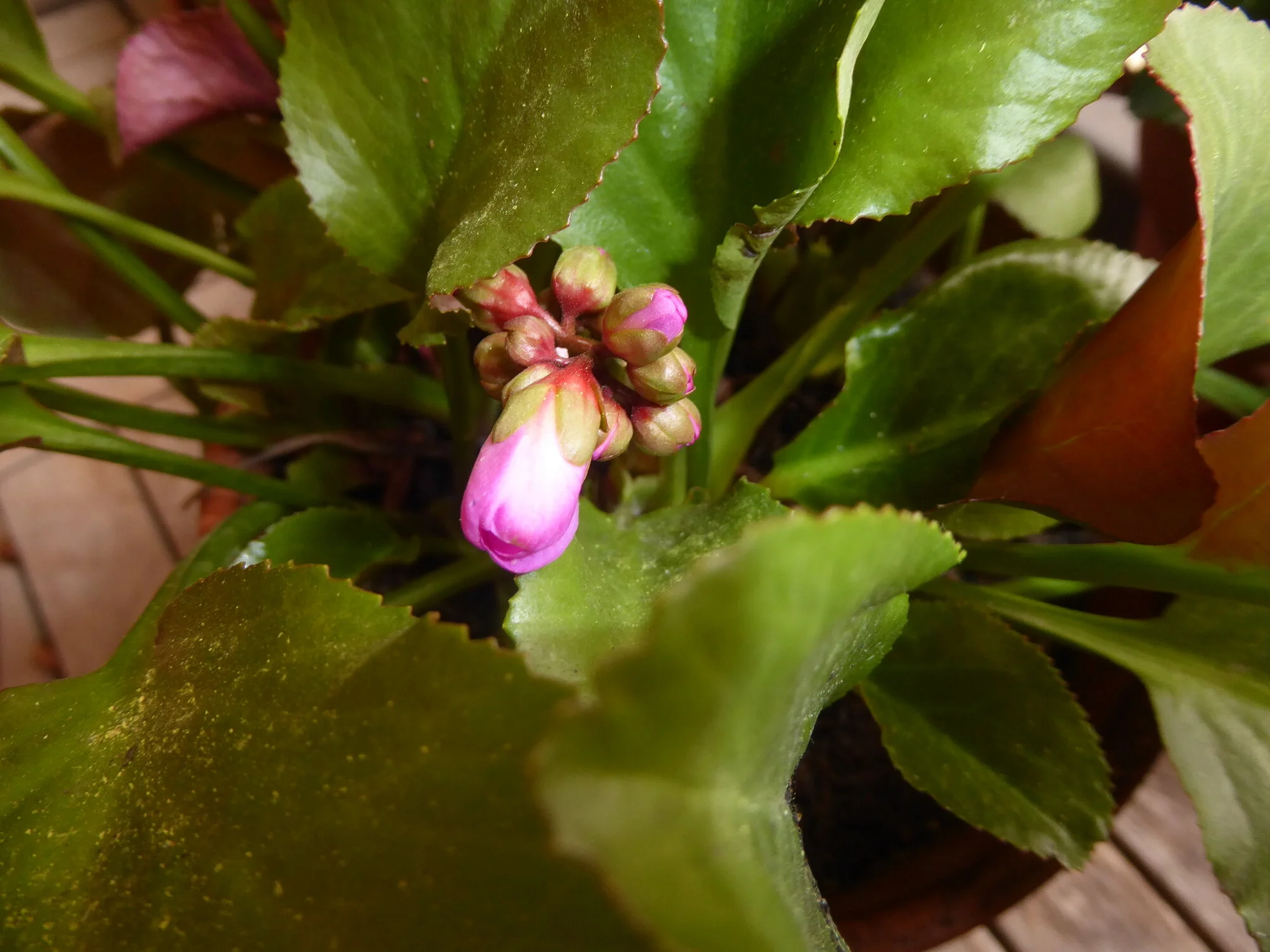 P1250078.JPG