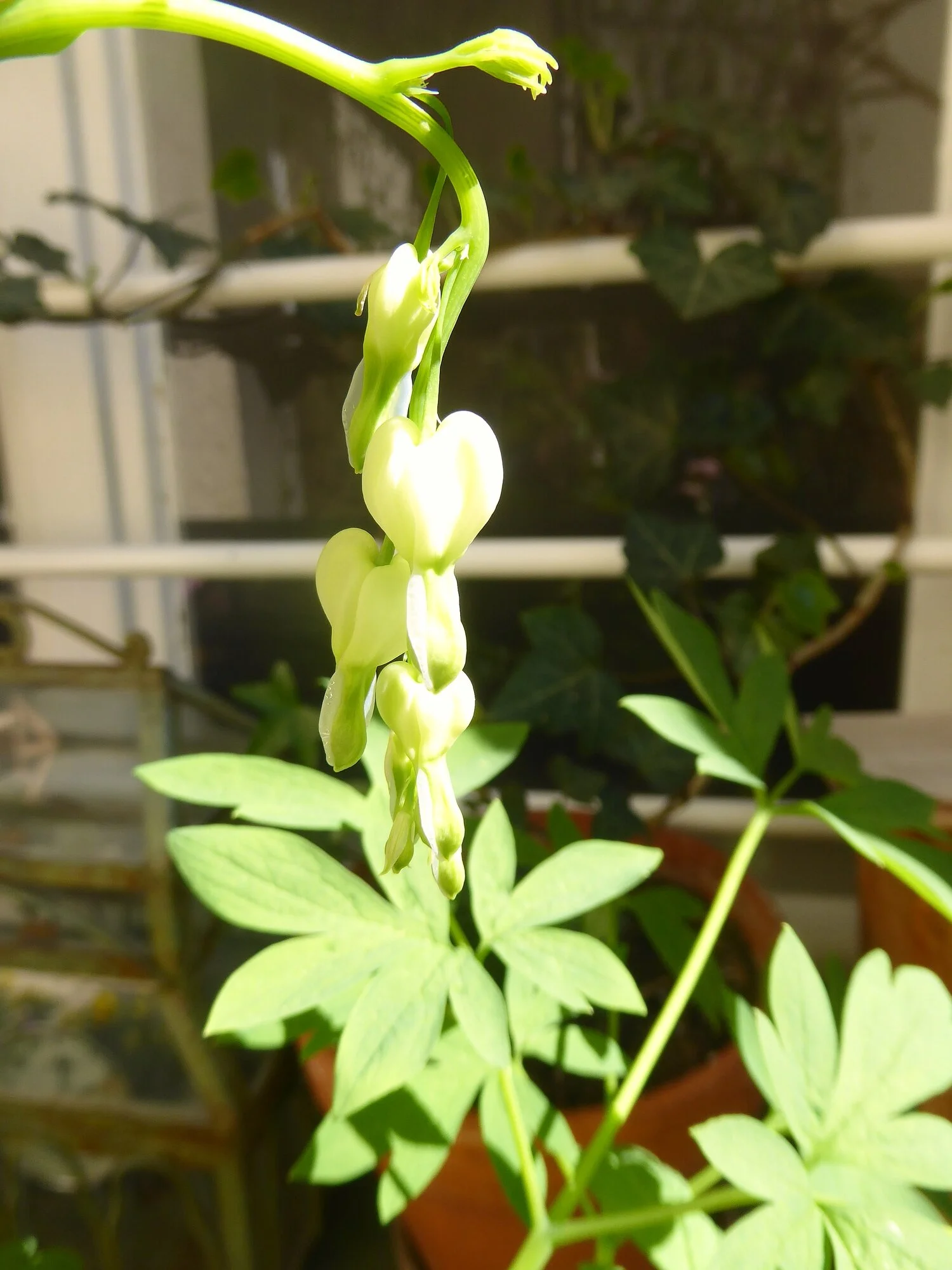 P1250111.webp
